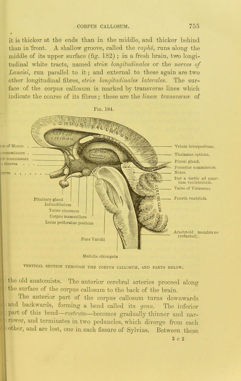 it is thicker at the ends than in the middle, and thicker behind than in Tront. A shallow groove, called the raphe, runs along the middle of its upper surface (fig. 182) ; in a fresh brain, two longi- tudinal white tracts, named strice longitudinales or the nerves of Laiicisi, run parallel to it; and external to these again are two other longitudinal fibres, strice longitudinales laterales. The sur- face of the corpus callosum is marked by transverse lines which indicate the course of its fibres; these are the linece transoersoe of Fig. 184. tiin of Monro . ^commissure . •ir commissure cluerea . . Pituitary gland Infuudibulum Tuber oinereum Corpus maminillare Locus perforatus posticus Velum interpositum. Thalamus opticus. Pineal gland. Posterior commissure. Nates. Iter a tertio ai3 quar- tum ventricnlum. _ Valve of Vieussens. Fourth ventricle. Pons Varolii Arachnoid membrane (reflected). Medulla oblongata VEBTICAL SECTION THROUGH THE COHPUS CAILOSUM, AND PAETS BELOW. the old anatomists. The anterior cerebral arteries proceed along ! the surface of the corpus callosum to the back of the brain. The anterior part of the corpus callosum turns downwards land backwards, forming a bend called its genu. The inferior \ part of this bend—rostrum—becomes gradually thinner and nar- li rower, and terminates in two peduncles, which diverge from each |cother, and are lost, one in. each fissure of Sylvius, Between these 3 c 2