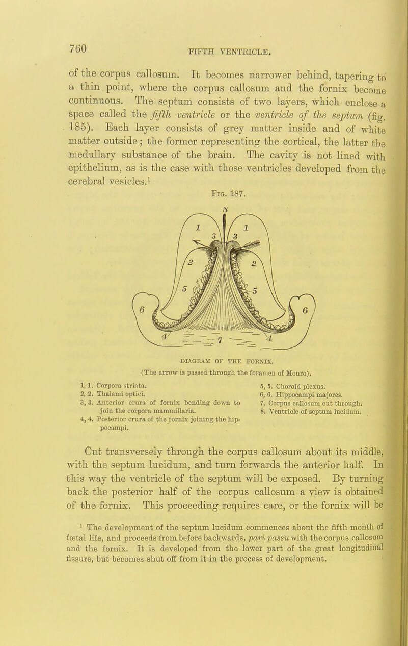 FIFTH VENTRICLE. of the corpus callosum. It becomes narrower behind, tapering to a thin point, where the corpus callosum and the fornix become continuous. The septum consists of two layers, which enclose a space called the fifth ventricle or the ventricle of the septum (fig. 185). Each layer consists of grey matter inside and of white matter outside; the former representing the cortical, the latter the medullary substance of the brain. The cavity is not lined with epithelium, as is the case with those ventricles developed from the cerebral vesicles.' Fig. 187. DIAGRAM OF THE FOHXIX. (The arrow is passed through the foramen of Monro) 1,1. Corpora striata. 2, 2. Thalami optioi. 3, 8. Anterior crura of fornix bending d0T\Ti to join the corpora mammlllaria. 4, 4. Posterior crura of the fornix joining the hip- pocampi. B, 5. Choroid plexus. G, 6. Hippocampi majores. 7. Corpus callosum cut through. 8. Ventricle of septum lucidum. Cut transversely through the corpus callosum about its middle, with the septum lucidum, and turn forwards the anterior half. In this way the ventricle of the septum will be exposed. By turning back the posterior half of the corpus callosum a view is obtained of the fornix. This proceeding requires care, or the fornix will be ' The development of the septum lucidum commences about the fifth month of foetal life, and proceeds from before backwards, pari passu with, the corpus callosum and the fornix. It is developed from the lower part of the great longitudinal fissure, but becomes shut off from it in the jDrocess of development.