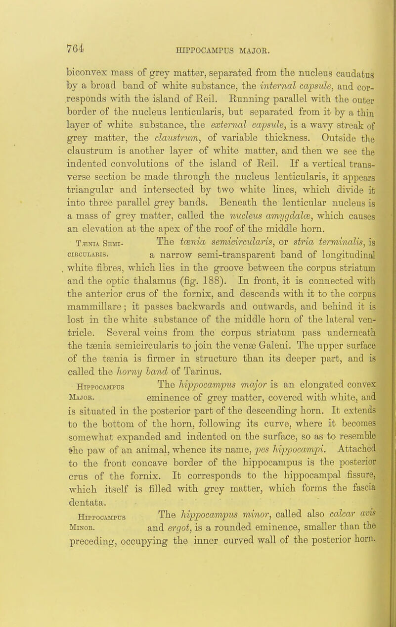 HIPPOCAMrUS MAJOR. biconvex mass of grey matter, sej^arated from the nucleus caudatus by a broad band of white substance, the internal capsule, and cor- responds with the island of Reil. Eunning parallel with the outer border of the nucleus lenticularis, but separated from it by a thin layer of white substance, the external capsule, is a wavy streak of grey matter, the claustrum, of variable thickness. Outside the claustrum is another layer of white matter, and then we see the indented convolutions of the island of Reil. If a vertical trans- verse section be made through the nucleus lenticularis, it appears triangular and intersected by two white lines, which divide it into three parallel grey bands. Beneath the lenticular nucleus is a mass of grey matter, called the nucleus amygclalce, which causes an elevation at the apex of the roof of the middle horn. TffiNiA Semi- The tcenia semicircularis, or stria terminalis, is ciECDLABis. a narrow semi-transparent band of longitudinal white fibres, which lies in the groove between the corpus striatum and the optic thalamus (fig. 188). In front, it is connected with the anterior crus of the fornix, and descends with it to the corpus mammillare; it passes backwards and outwards, and behind it is lost in the white substance of the middle horn of the lateral ven- tricle. Several veins from the corpus striatum pass underneath the tasnia semicircularis to join the vente Galeni. The upper surface of the tasnia is firmer in structure than its deeper part, and is called the horny hand of Tarinus. HippocAMPTjs The liippocampus major is an elongated convex Major. eminence of grey matter, covered with white, and is situated in the posterior part of the descending horn. It extends to the bottom of the horn, following its curve, where it becomes somewhat expanded and indented on the surface, so as to resemble *he paw of an animal, whence its name, pes hippocampi. Attached to the front concave border of the hippocampus is the posterior crus of the fornix. It corresponds to the hippocampal fissure, which itself is filled with grey matter, which forms the fascia dentata. Hippocampus The hippocampus minor, called also calcar avv' Minor. and ergot, is a rounded eminence, smaller than the preceding, occupying the inner curved wall of the posterior horn.
