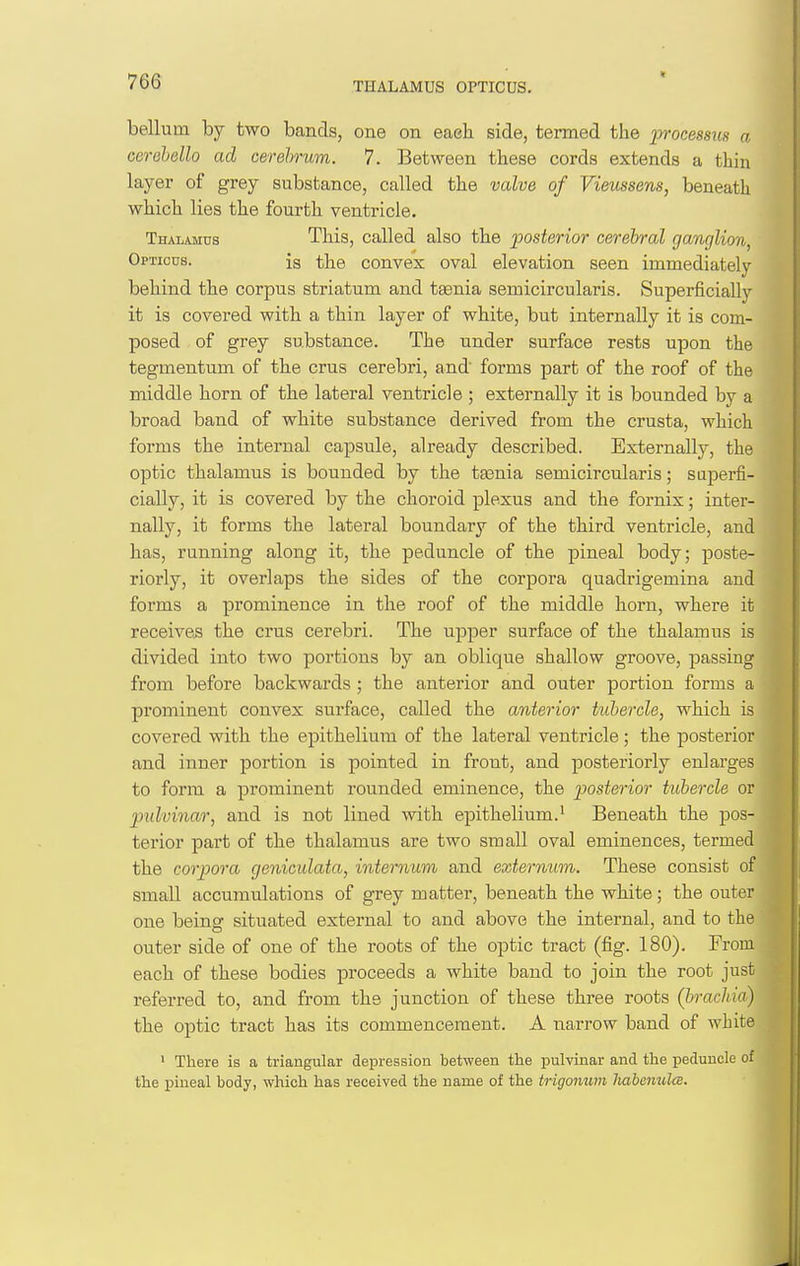 bellum by two bands, one on eaeli side, termed the lorocessua a cerehello acl cerehrum. 7. Between these cords extends a thin layer of grey substance, called the valve of Vieussens, beneath which lies the fourth ventricle. Thalamus This, called also the posterior cerebral ganglion, Opticus. ig the convex oval elevation seen immediately behind the corpus striatum and ttenia semicircularis. Superficially it is covered with a thin layer of white, but internally it is com- posed of grey substance. The under surface rests upon the tegmentum of the cms cerebri, and forms part of the roof of the middle horn of the lateral ventricle ; externally it is bounded by a broad band of white substance derived from the crusta, which forms the internal capsule, already described. Externally, the optic thalamus is bounded by the taania semicircularis; superfi- cially, it is covered by the choroid plexus and the fornix; inter- nally, it forms the lateral boundary of the third ventricle, and has, running along it, the peduncle of the pineal body; poste- riorly, it overlaps the sides of the corpora quadrigemina and forms a prominence in the roof of the middle horn, where it receives the crus cerebri. The upper surface of the thalamus is divided into two portions by an oblique shallow groove, passing from before backwards ; the anterior and outer portion forms a prominent convex surface, called the anterior tubercle, which is covered with the epithelium of the lateral ventricle; the posterior and inner portion is pointed in front, and posteriorly enlarges to form a prominent rounded eminence, the posterior tubercle or pulvinar, and is not lined with epithelium.^ Beneath the pos- terior part of the thalamus are two small oval eminences, termed the corpora geniculata, internum and externum. These consist of small accumulations of grey matter, beneath the white; the outer one being situated external to and above the internal, and to the outer side of one of the roots of the optic tract (fig. 180). From each of these bodies proceeds a white band to join the root just referred to, and from the junction of these three roots (brachia) the optic tract has its commencement. A narrow band of white ' There is a triangular depression between the pulvinar and the peduncle of the pineal body, which has received the name of the trigonum JiabenulcB.