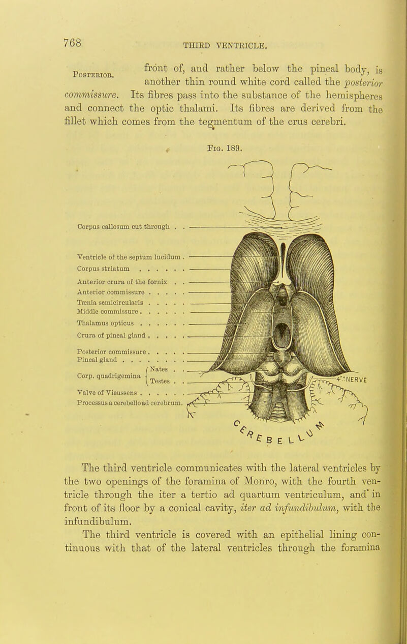 THIRD VENTJUCLE, Posterior. front of, and ratlier below the pineal body, is another thin round white cord called the 'poderior commissure. Its fibres pass into the substance of the hemispheres and connect the oiDtic thalami. Its fibres are derived from the fillet which comes from the tegmentum of the crus cerebri. Fig. 189. Corpus callosum cut through . Ventricle of the septum lucidum , Corpus striatum Anterior crura of the fornix . Anterior commissure .... Trenia semicircularia Jliddle commissure Thalamus opticus Crura of pineal gland , . . . , Posterior commissure. Pineal gland . . . . Corp. qnadrlgemina Nates Testes Valve of Vieussens Processus a cerebelload cerebrum. ^ B E L ^ The third ventricle communicates with the lateral ventricles by the two openings of the foramina of Monro, with the fourth ven- tricle through the iter a tertio ad quartum ventriculum, and' in front of its floor by a conical cavity, iter ad infundibulum, with the infundibulum. The third ventricle is covered with an epithelial lining con- tinuous with that of the lateral ventricles throuo^h the foramina
