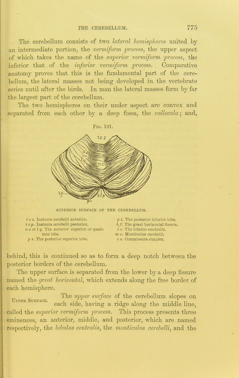 The cerebellum consists of two lateral hemisjy/ieres united by an intermediate portion, tlie vermiform 'p'^'ocess, the upper aspect of which takes the name of the superior vermiform process, the inferior that of the inferior vermiform process. Comparative anatomy proves that this is the fundamental part of the cere- bellum, the lateral masses not being developed in the vertebrate series until after the birds. In man the lateral masses form by far the largest part of the cerebellum. The two hemispheres on their under aspect are convex and separated from each other by a deep fossa, the vallecula; and, Pig. 191. SUPEBIOE SUBFACE OF THE CEREBELLUM. i c s. lucisura cerebelli auterior. p i. The posterior inferior lobe. i cp. Incisura cerebelli posterior. hf. The great horizontal fissure. a sov I g. The auterior superior or quad- I c. The lobulus centralis, rate lobe. m c. Monticulus cerebelli. p s. The posterior superior lobe. c s. Commissura simplex. behind, this is continued so as to form a deep notch between the posterior borders of the cerebellum. The upper surface is separated from the lower by a deep fissure named the great horizontal, which extends along the free border of each hemisphere. The upr)er surface of the cerebellum slopes on Upper Surface. , • n i • • i i , i • t ii t each side, having a ridge along the middle line, called the superior vermiform process. This process presents three eminences, an anterior, middle, and posterior, which are named respectively, the lobulus centralis, the monticulus cerebelli, and the
