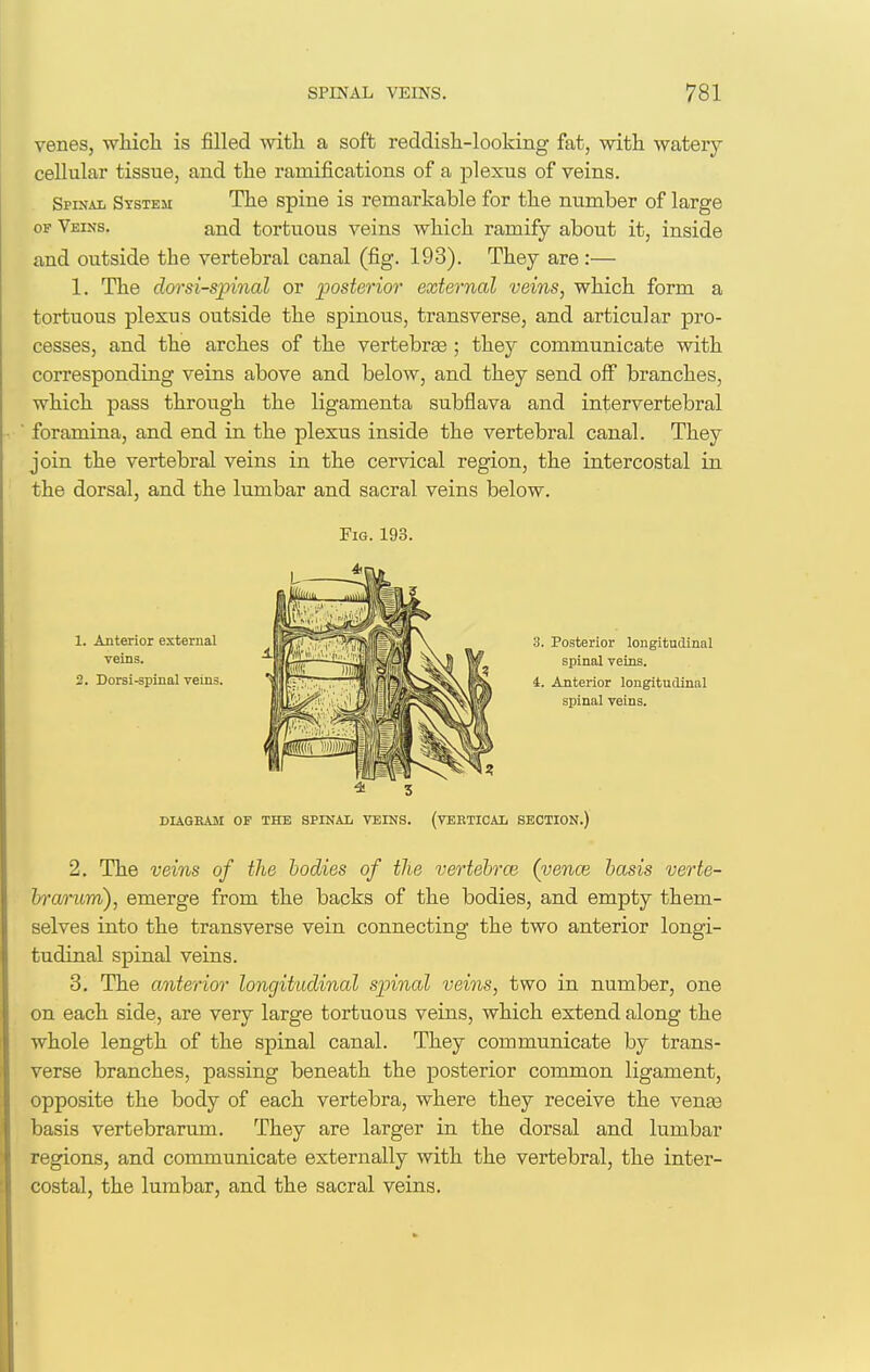 venes, ■which is filled with a soft reddish-looking fat, with watery cellular tissue, and the ramifications of a plexus of veins. Spinai. System The spine is remarkable for the number of large OF Veins. and tortuous veins which ramify about it, inside and outside the vertebral canal (fig. 193). They are :— 1. The dorsi-spinal or posterior external veins, which form a tortuous plexus outside the spinous, transverse, and articular pro- cesses, and the arches of the vertebrae ; they communicate with corresponding veins above and below, and they send off branches, which pass through the ligamenta subflava and intervertebral foramina, and end in the plexus inside the vertebral canal. They join the vertebral veins in the cervical region, the intercostal in the dorsal, and the lumbar and sacral veins below. 3. Posterior longitudinal spinal veins. 4. Anterior longitudinal spinal veins. DIAGRAM OF THE SPINAL VEINS. (VEETICAL SECTION.) 2. The veins of the bodies of the vertehrce (yence basis verte- h'ariim), emerge from the backs of the bodies, and empty them- selves into the transverse vein connecting the two anterior longi- tudinal spinal veins. 3. The anterior longitudinal sjnnal veins, two in number, one on each side, are very large tortuous veins, which extend along the whole length of the spinal canal. They communicate by trans- verse branches, passing beneath the posterior common ligament, opposite the body of each vertebra, where they receive the venaa basis vertebrarum. They are larger in the dorsal and lumbar regions, and communicate externally with the vertebral, the inter- costal, the lumbar, and the sacral veins. Pig. 193. 1. Anterior external veins. 2. Dorsi-spinal veins.