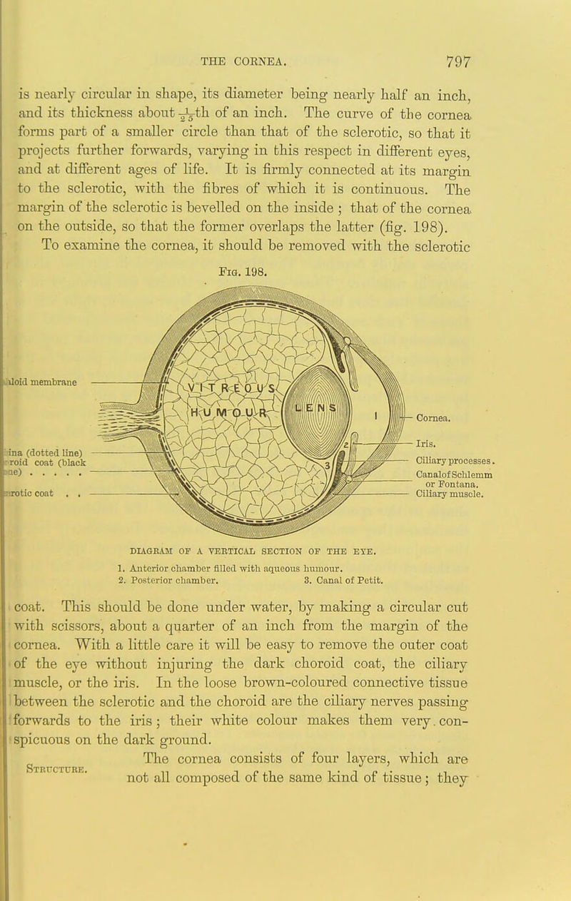 is nearly circular in shape, its diameter being nearly half an inch, and its thickness about-^ig-th of an inch. The curve of the cornea forms part of a smaller circle than that of the sclerotic, so that it projects further forwards, varying in this respect in different eyes, and at different ages of life. It is firmly connected at its margin to the sclerotic, with the fibres of which it is continuous. The margin of the sclerotic is bevelled on the inside ; that of the cornea on the outside, so that the former overlaps the latter (fig. 198). To examine the cornea, it should be removed with the sclerotic Fig. 198. Liloid membrane ■ ina (dotted line) r roid coat (black Lie) inrotic coat . , Cornea. Iris. Ciliary processes. Canalof ScWemm or Fontana. Ciliary muscle. DIAGRAM OF A VEBTICAL SECTION OF THE EYE. 1. Anterior chamber filled with aqueous humour. 2. Posterior chamber. 3. Canal of Petit. coat. This should be done under water, by making a circular cut with scissors, about a quarter of an inch from the margin of the cornea. With a little care it will be easy to remove the outer coat of the eye without injuring the dark choroid coat, the ciliary muscle, or the iris. In the loose brown-coloured connective tissue between the sclerotic and the choroid are the ciliary nerves passing- forwards to the iris; their white colour makes them very. con- spicuous on the dark ground. The cornea consists of four layers, which are not all composed of the same kind of tissue; they Structure.
