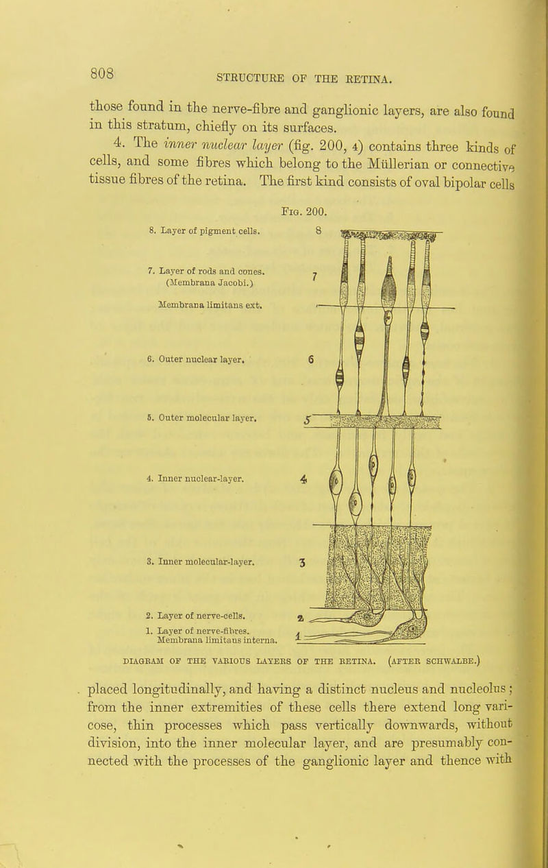 those found in the nerve-fibre and ganglionic layers, are also found in this stratum, chiefly on its surfaces. 4. The inner nuclear layer (fig. 200, 4) contains three kinds of cells, and some fibres which belong to the Miillerian or connective tissue fibres of the retina. The first kind consists of oval bipolar cells Fig. 200. 8. Layer of pigment cells. 7. Layer of rods and cones, (llembrana Jacobi.) liembrana limitans ext. 6. Outer nuclear layer. 6. Cater molecular layer. 4. Inner nuclear-layer. 3. Inner molecular-layer. 2. Layer of nerre-cells. 1. Layer of nerve-fibres. Membrana limitans interna. DIAGBAM OF THE VABIOUS LAYEES OF THE BETINA. (AFTER SCHWALBE.) placed longitudinally, and having a distinct nucleus and nucleolus; from the inner extremities of these cells there extend long vari- cose, thin processes which pass vertically downwards, without division, into the inner molecular layer, and are presumably con- nected with the processes of the ganglionic layer and thence with