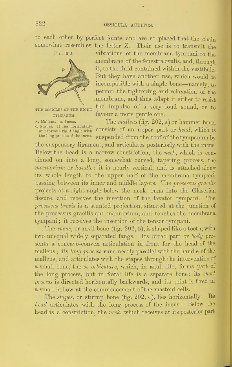 OSSICDLA AUDITUS. Fig. 202. THE OSSICLES OF THE EIGHT TYIIPAHUM. A. Malleus. B. Incus. to each other by perfect joints, and are so placed that the chain somewhat resembles the letter Z. Their use is to transmit the vibrations of the membrana tympani to the membrane of the fenestra ovalis, and, through it, to the fluid contained within the vestibule. But they have another use, which would be incompatible with a single bone—namely, to permit the tightening and relaxation of the membrane, and thus adapt it either to resist the impulse of a very loud sound, or to favour a more gentle one. The malleus (fig. 202, a) or hammer bone, C. stapes. It lies horizontally • ^ e , t i • ■, . find forms a right angle with COUSlStS Ot 811 UJ)per part Or /ieClCt, whlch IS the long process of the incus, suspended from the roof of the tympanum by the suspensory ligament, and articulates posteriorly with the incus. Below the head is a narrow constriction, the nech, which is con- tinued on into a long, somewhat curved, tapering process, the mamibrnnn or handle : it is nearly vertical, and is attached along its whole length to the upper half of the membrana tympani, passing between its inner and middle layers. The processus gracilis projects at a right angle below the neck, runs into the Glaserian fissure, and receives the insertion of the lasator tympani. The processus hrevis is a stunted projection, situated at the junction of the processus gracilis and manubrium, and touches the membrana tymjDani; it receives the insertion of the tensor tympani. The incus, or anvil bone (fig. 202, b), is shaped like a tooth, with two unequal widely separated fangs. Its broad part or body pre- sents a concavo-convex articulation in front for the head of the malleus; its long process runs nearly parallel with the handle of the malleus, and articulates with the stapes through the intervention of a small bone, the os orhicidare, which, in adult life, forms part of the long process, but in fcetal life is a separate bone; its sliort process is directed horizontally backwards, and its point is fixed m a small hollow at the commencement of the mastoid cells. The stapes, or stirrup bone (fig. 202, c), lies horizontally. Its head articulates with the long process of the incus. Below the head is a constriction, the nech, which receives at its posterior part