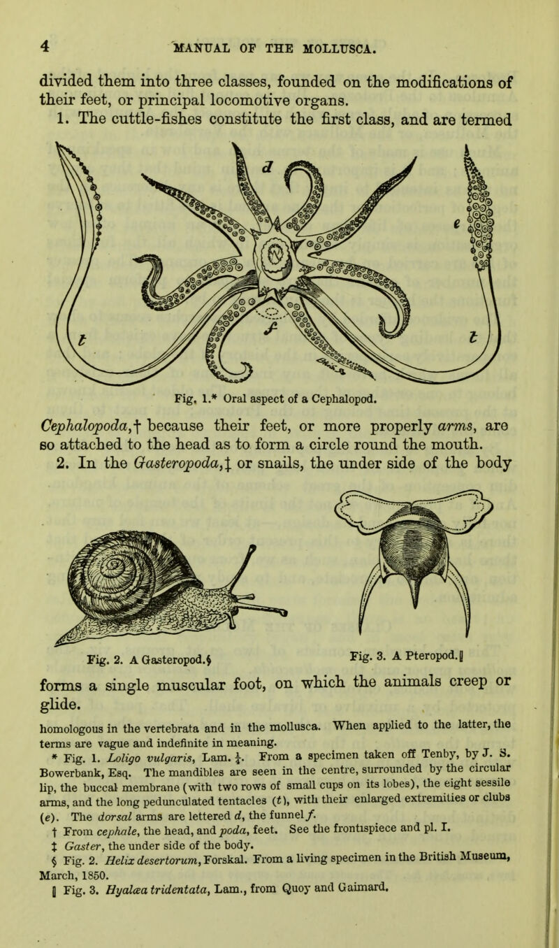 divided them into three classes, founded on the modifications of their feet, or principal locomotive organs. 1. The cuttle-fishes constitute the first class, and are termed Fig. 1.* Oral aspect of a Cephalopod. Cephalopoda,\ because their feet, or more properly arms, are BO attached to the head as to form a circle round the mouth. 2. In the Oasteropoda,l or snails, the under side of the body Fig. 2. A Gasteropod.^ Fig. 3. A Pteropod.J forms a single muscular foot, on which the animals creep or glide. homologous in the vertebrata and in the mollusca. When applied to the latter, the terms are vague and indefinite in meaning. * Fig. 1. Loligo vulgaris, Lam. i From a specimen taken off Tenby, by J. 3. Bowerbank, Esq. The mandibles are seen in the centre, surrounded by the circular Up, the buccal membrane (with two rows of small cups on its lobes), the eight sessile arms, and the long pedunculated tentacles {t), with their enlai-ged extremities or cluba (e). Tlie dorsal arms are lettered d, the funnel/. t From cephale, the head, and poda, feet. See the frontispiece and pi. L % Gaster, the under side of the body. § Fig. 2. Belix desertorum,¥orskal. From a living specimen in the British Museum, March, 1850. fl Fig. 3. Hyalcea tridentata, Lam., from Quoy and Gaimard.