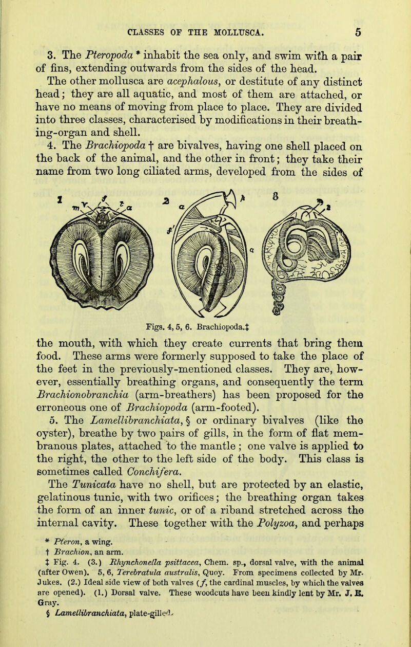 3. The Pteropoda * inhabit the sea only, and swim with a pair of fins, extending outwards from the sides of the head. The other moUusca are acephalous, or destitute of any distinct head; they are all aquatic, and most of them are attached, or have no means of moving from place to place. They are divided into three classes, characterised by modifications in their breath- ing-organ and shell. 4. The Brachiopoda f are bivalves, having one shell placed on the back of the animal, and the other in front; they take their name from two long ciliated arms, developed fi'om the sides of Figs. 4,5, 6. Brachiopoda.t the mouth, with which they create currents that bring them food. These arms were formerly supposed to take the place of the feet in the previously-mentioned classes. They are, how- ever, essentially breathing organs, and consequently the term Brachionohranchia (arm-breathers) has been proposed for the erroneous one of Brachiopoda (arm-footed). 5. The LamelUbranchiata, § or ordinary bivalves (like the oyster), breathe by two pairs of gills, in the form of flat mem- branous plates, attached to the mantle ; one valve is applied to the right, the other to the left side of the body. This class is sometimes called Conchifera. The Tunicata have no shell, but are protected by an elastic, gelatinous tunic, with two orifices; the breathing organ takes the form of an inner tunic, or of a riband stretched across the internal cavity. These together with the Polyzoa, and perhaps * Pferon, a wing, t Brachion, an arm. t Fig. 4. (3.) Rhynchonetla psittacea, Chem. sp., dorsal valve, with the animal (after Owen). 5, 6, Terebratula australis, Quoy. From specimens collected by Mr. J ukes, (2.) Ideal side view of both valves (/, the cardinal muscles, by which the valves are opened). (1.) Dorsal valve. These woodcuts have beeu kindly lent by Mr. J. E. Gray. $ Lamellilranchiata, plate-gillc^!^