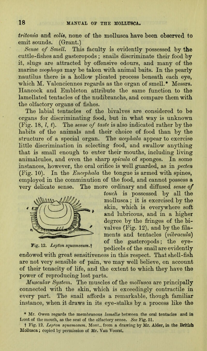 tritonia and eolis, none of the moUusca liave been observed to emit sounds. (Grrant.) Sense of Smell. This faculty is evidently possessed by the cuttle-fishes and gasteropods ; snails discriminate their food by it, slugs are attracted by offensive odours, and many of the marine zoophaga may be taken with animal baits. In the pearly nautilus there is a hollow plicated process beneath each eye, which M. Valenciennes regards as the organ of smell.* Messrs. Hancock and Embleton attribute the same function to the lamellated tentacles of the nudibranchs, and compare them with the olfactory organs of fishes. The labial tentacles of the bivalves are considered to be organs for discriminating food, but in what way is unknown (Fig. 18, I, t). The se7rse of taste is also indicated rather by the habits of the animals and their choice of food than by the structure of a special organ. The acephala appear to exercise little discrimination in selecting food, and swallow anything that is small enough to enter their mouths, including living animalcules, and even the sharp spicula of sponges. In some instances, however, the oral orifice is well guarded, as in peden (Fig. 10). In the Encephala the tongue is armed with spines, employed in the comminution of the food, and cannot possess a very delicate sense. The more ordinary and difi'used sense of Fig. 12. Lej^ton sguamosum.^ ^^^.^^^^ ^^^.^ ^^i^^^tly endowed with great sensitiveness in this respect. That shell-fish are not very sensible of pain, we may well believe, on account of their tenacity of life, and the extent to which they have the power of reproducing lost parts. Muscular System. The muscles of the moUusca are principally connected with the skin, which is exceedingly contractile in every part. The snail affords a remarkable, though familiar instance, when it draws in its eye-stalks by a process like the * Mr. Owen regards the membranous lamellts between the oral tentacles and in fiont of the mouth, as the seat of the olfactory sense. See Fig, 51. t Fig. 12. Lepton squamosum, Mont., from a drawing by Mr. Alder, in the Britisll Molluflca; copied by pennission of Mr. Van Voorst. touch is possessed by all the mollusca ; it is exercised by the skin, which is everywhere soft and lubricous, and in a higher degree by the fringes of the bi- valves (Fig. 12), and by the fila- ments and tentacles {yihracula) of the gasteropods; the eye-