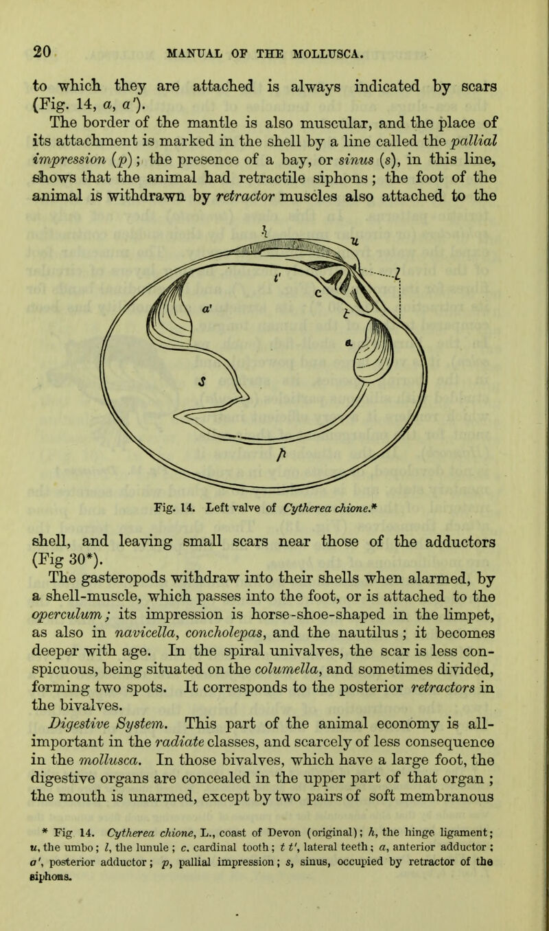 to which they are attached is always indicated by scars (Fig. 14, a, a'). The border of the mantle is also muscular, and the place of its attachment is marked in the shell by a line called the pallial impression (p); the presence of a bay, or sinus (s), in this line, ehows that the animal had retractile siphons; the foot of the animal is withdrawn by retractor muscles also attached to the Fig. 14. Left valve of Cytherea chione.* shell, and leaving small scars near those of the adductors (Fig 30*). The gasteropods withdraw into their shells when alarmed, by a shell-muscle, which passes into the foot, or is attached to the operculum; its impression is horse -shoe-shaped in the limpet, as also in navicella, concholepas, and the nautilus; it becomes deeper with age. In the spiral univalves, the scar is less con- spicuous, being situated on the columella, and sometimes divided, forming two spots. It corresponds to the posterior retractors in the bivalves. Digestive System. This part of the animal economy is all- important in the radiate classes, and scarcely of less consequence in the moUusca. In those bivalves, which have a large foot, the digestive organs are concealed in the upper part of that organ ; the mouth is unarmed, except by two pairs of soft membranous * Fig 14. Cytherea chione, L., coast of Devon (original); A, the hinge ligament; «, the umbo; /, the lunule ; c. cardinal tooth; 11', lateral teeth; a, anterior adductor ; a\ posterior adductor; p, pallial impression; s, sinus, occupied by retractor of the eiphons.