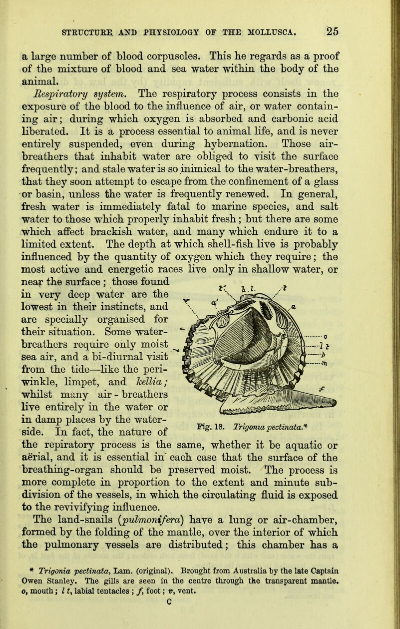 a large number of blood corpuscles. This lie regards as a proof of the mixtui'e of blood and sea water within the body of the animaL Respiratory system,. The respiratory process consists in the exposure of the blood to the influence of air, or water contain- ing air; during which oxygen is absorbed and carbonic acid liberated. It is a process essential to animal life, and is never entirely suspended, even during hybernation. Those air- breathers that inhabit water are obliged to visit the surface frequently; and stale water is so inimical to the water-breathers, that they soon attempt to escape from the confinement of a glass or basin, unless the water is frequently renewed. In general, fresh water is immediately fatal to marine species, and salt water to those which properly inhabit fresh; but there are some which affect brackish water, and many which endure it to a limited extent. The depth at which shell-fish live is probably influenced by the quantity of oxygen which they require; the most active and energetic races live only in shallow water, or neav the surface; those found ^ ^ in very deep water are the ^ ^ '^'^''■•■,0^'^^^^^' lowest in their instincts, and \^ .Js^^^^S^feis:* are specially organised for ^^^^P^JSt ^fts, their situation. Some water- *^^^l/^^^^Hbi^^ftk o breathers require only moist ^ ^^^^^^^^^Rlfl^Rn-—^ i sea air, and a bi-diurnal visit w^^^^^l^^^^KL^^UL ^ from the tide—like the peri- '^^^^^^T^^^^^^ff' whilst many air - breathers ^'^^^^^^^mf^^^t^M~~^ live entirely in the water or ^a^iii^i©^^^ in damp places by the water- side. In fact, the nature of ^^^9oma pectinata- the repiratory process is the same, whether it be aquatic or aerial, and it is essential in' each case that the surface of the breathing-organ should be preserved moist. The process is more complete in proportion to the extent and minute sub- division of the vessels, in which the circulating fluid is exposed to the revivifying influence. The land-snails {pulmonifera) have a lung or air-chamber, formed by the folding of the mantle, over the interior of which the pulmonary vessels are distributed; this chamber has a * Trigonia pectinata. Lam. (original). Brought from Australia by the late Captain Owen Stanley. The gills are seen in the centre through the transparent mantle. 0, mouth; I ^, labial tentacles ; /, foot; v, vent. C