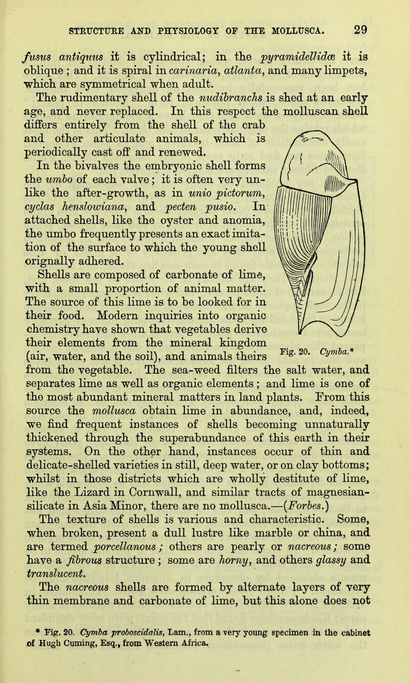 fusus antiqnus it is cylindrical; in the pyramidelUdce it is oblique ; and it is spiral in carinaria, atlanta, and many limpets, which are symmetrical when adult. The rudimentary shell of the nudibranchs is shed at an early age, and never replaced. In this respect the moUuscan shell differs entirely from the shell of the crab and other articulate animals, which is periodically cast off and renewed. In the bivalves the embryonic shell forms the umbo of each valve; it is often very un- like the after-growth, as in unio pidorum, cydas henslowiana, and peden pusio. In attached shells, like the oyster and anomia, the umbo frequently presents an exact imita- tion of the surface to which the young shell orignally adhered. Shells are composed of carbonate of lime, with a small proportion of animal matter. The source of this lime is to be looked for in their food. Modern inquiries into organic chemistry have shown that vegetables derive their elements from the mineral kingdom (air, water, and the soil), and animals theirs ^y'^* from the vegetable. The sea-weed filters the salt water, and separates lime as well as organic elements ; and lime is one of the most abundant mineral matters in land plants. From this source the mollusca obtain lime in abundance, and, indeed, we find frequent instances of shells becoming unnaturally thickened through the superabundance of this earth in their systems. On the other hand, instances occur of thin and delicate-shelled varieties in still, deep water, or on clay bottoms; whilst in those districts which are wholly destitute of lime, like the Lizard in Cornwall, and similar tracts of magnesian- silicate in Asia Minor, there are no mollusca.—{Forbes.) The texture of shells is various and characteristic. Some, when broken, present a dull lustre like marble or china, and are termed porcellanous; others are pearly or nacreous; some have a fibrous structure ; some are horny, and others glassy and translucent. The nacreous shells are formed by alternate layers of very thin membrane and carbonate of lime, but this alone does not * Fig. 20. Cymha proboscidalis, Lam., from a very young specimen in the cabinet of Hugh Cuming, Esq., from Weateni Africa.