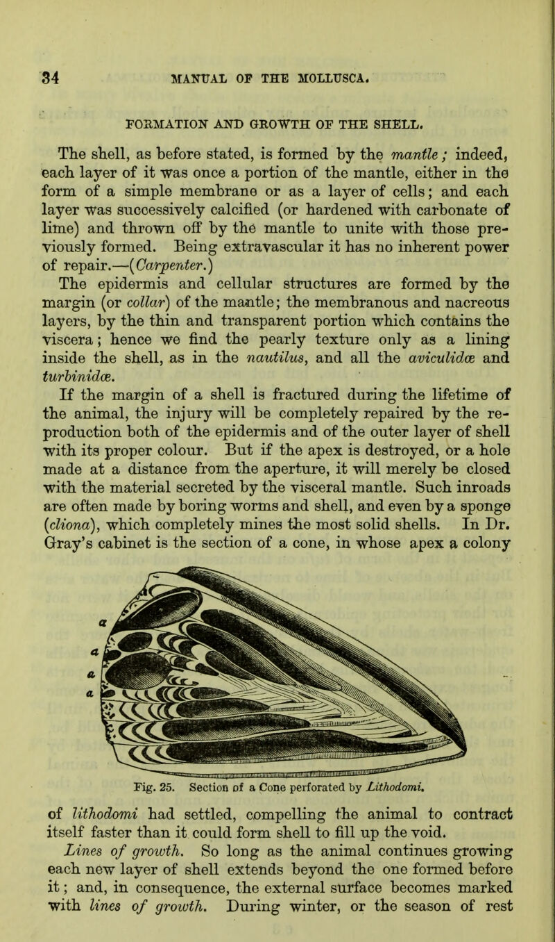 POEMATION AND GROWTH OF THE SHELL. The shell, as before stated, is formed by the mantle; indeed, each layer of it was once a portion of the mantle, either in the form of a simple membrane or as a layer of cells; and each layer was successively calcified (or hardened with carbonate of lime) and thrown off by the mantle to unite with those pre- viously formed. Being extravascular it has no inherent power of repair.—(Car^m^er.) The epidermis and cellular structures are formed by the margin (or collar) of the mantle; the membranous and nacreous layers, by the thin and transparent portion which contains the viscera; hence we find the pearly texture only as a lining inside the shell, as in the nautilus, and all the aviculidce and turhinidce. If the margin of a shell is fractured during the lifetime of the animal, the injury will be completely repaired by the re- production both of the epidermis and of the outer layer of shell with its proper colour. But if the apex is destroyed, or a hole made at a distance from the aperture, it will merely be closed with the material secreted by the visceral mantle. Such inroads are often made by boring worms and shell, and even by a sponge [cliona), which completely mines the most solid shells. In Dr. Gray's cabinet is the section of a cone, in whose apex a colony Fig. 25. Section of a Cone perforated by Lithodomi, of lithodomi had settled, compelling the animal to contract itself faster than it could form shell to fill up the void. Lines of growth. So long as the animal continues growing each new layer of shell extends beyond the one formed before it; and, in consequence, the external surface becomes marked with lines of groiuth. During winter, or the season of rest