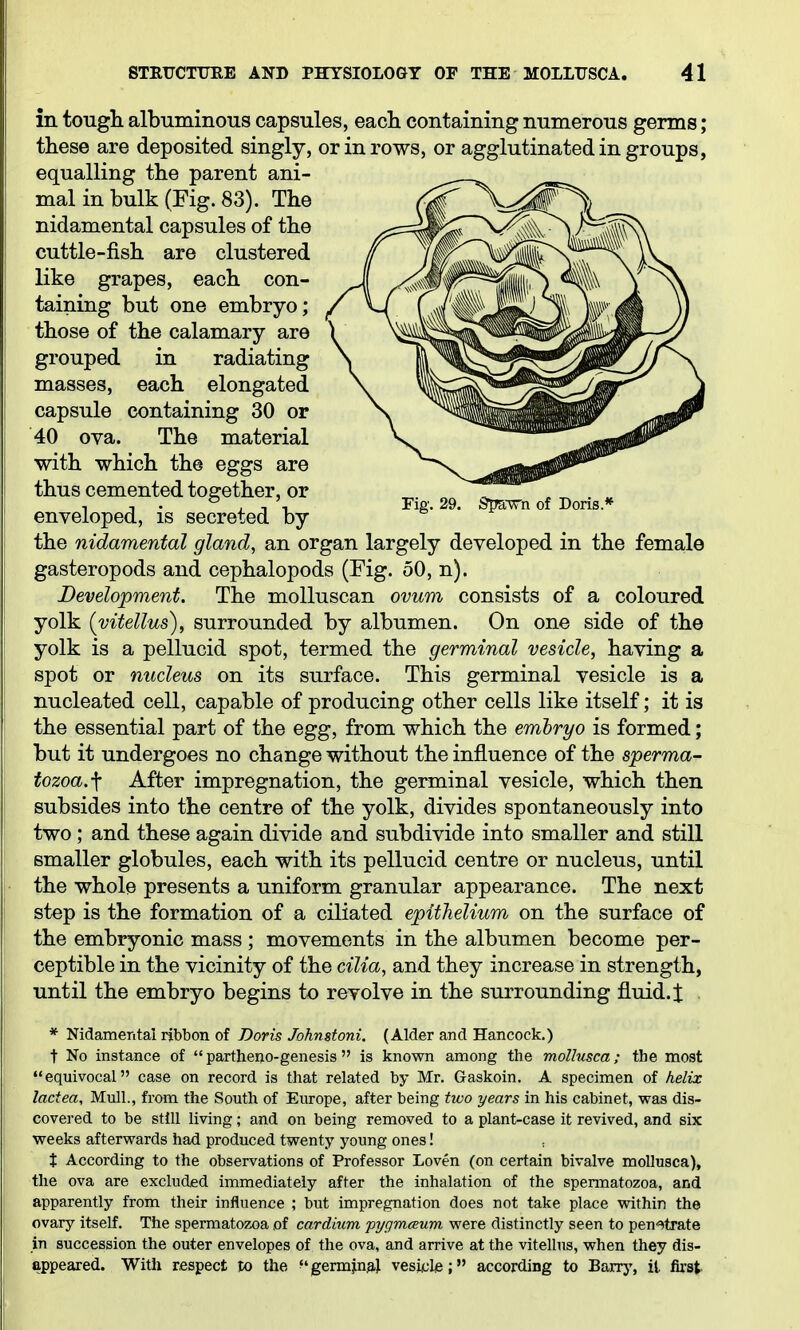 Fig. 29. &pswn of Doris.* in tougli albuminous capsules, eacb containing numerous germs; these are deposited singly, or in rows, or agglutinated in groups, equalling the parent ani- mal in bulk (Fig. 83). The nidamental capsules of the cuttle-fish are clustered like grapes, each con- taining but one embryo; those of the calamary are grouped in radiating masses, each elongated capsule containing 30 or 40 ova. The material with which the eggs are thus cemented together, or enveloped, is secreted by the nidamental gland, an organ largely developed in the female gasteropods and cephalopods (Fig. 50, n). Development. The molluscan ovum consists of a coloured yolk iyitellus), surrounded by albumen. On one side of the yolk is a pellucid spot, termed the germinal vesicle, having a spot or nucleus on its surface. This germinal vesicle is a nucleated cell, capable of producing other cells like itself; it is the essential part of the egg, from which the emhryo is formed; but it undergoes no change without the influence of the sperma- tozoa.-f After impregnation, the germinal vesicle, which then subsides into the centre of the yolk, divides spontaneously into two ; and these again divide and subdivide into smaller and still smaller globules, each with its pellucid centre or nucleus, until the whole presents a uniform granular appearance. The next step is the formation of a ciliated epithelium on the surface of the embryonic mass ; movements in the albumen become per- ceptible in the vicinity of the cilia, and they increase in strength, until the embryo begins to revolve in the surrounding fluid.t * Nidamental ribbon of Doris Johnstoni. (Alder and Hancock.) t No instance of  partheno-genesis  is known among the mollusca; the most equivocal case on record is that related by Mr. Gaskoin. A specimen of helix lactea. Mull., from the South of Europe, after being two years in his cabinet, was dis- covered to be sttU living; and on being removed to a plant-case it revived, and six weeks afterwards had produced twenty young ones! X According to the observations of Professor Loven (on certain bivalve mollusca), the ova are excluded immediately after the inhalation of the spermatozoa, and apparently from their influence ; but impregnation does not take place within the ovary itself. The spermatozoa of cardium fygmaum were distinctly seen to pen-^^trate in succession the outer envelopes of the ova, and arrive at the vitellus, when they dis- appeared. With respect to the ^'germjnai vesjjule; according to Barry, it first