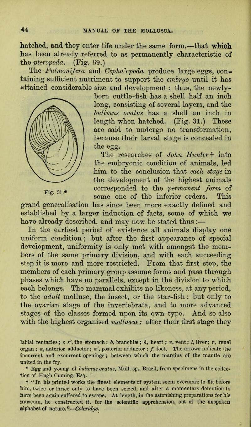 hatched, and they enter lif« under the same form,—that which has been already referred to as permanently characteristic of the pteropoda. (Fig. 69.) The Pulmonifera and Cepha^cpoda produce large eggs, con-r taining sufficient nutriment to support the embryo until it has attained considerable size and development; thus, the newly- born cuttle-fish has a shell half an inch long, consisting of several layers, and the hulimus ovatus has a shell an inch in length when hatched. (Fig. 31.) These are said to undergo no transformation, because their larval stage is concealed in the egg. The researches of John Hunter f into the embryonic condition of animals, led him to the conclusion that each stage in the development of the highest animals corresponded to the permanent form of some one of the inferior orders. This grand generalisation has since been more exactly defined and established by a larger induction of facts, some of which we have already described, and may now be stated thus :— In the earliest period of existence all animals display one uniform condition ; but after the first appearance of special development, unifoiTnity is only met with amongst the mem- bers of the same primary division, and with each succeeding step it is more and more restricted. From that first step, the members of each primary group assume forms and pass through phases which have no parallels, except in the division to which each belongs. The mammal exhibits no likeness, at any period, to the adult mollusc, the insect, or the star-fish ; but only to the ovarian stage of the invertebrata, and to more advanced stages of the classes formed upon its own type. And so also with the highest organised moUusca; after their first stage they labial tentacles; s s', the stomach; b, branchiae ; h, heart; v, vent; I, liver; r, renal organ ; a, anterior adductor; a', posterior adductor ; /, foot. The arrows indicate the incurrent and excurrent openings; between which the margins of the mantle are united in the fry. * Egg and young of bulimus ovatus, MUU, sp., Brazil, from specimens in the collec- tion of Hugh Cuming, Esq. t  In his printed works the finest elements of system seem evermore to flit before him, twice or thrice only to have been seized, and after a momentary detention to have been again suffered to escape. At length, in the astonishing preparations for hia museum, he constructed it, for the scientific apprehension, out of the unspoken alphabet of nsAxxty—Coleridge.