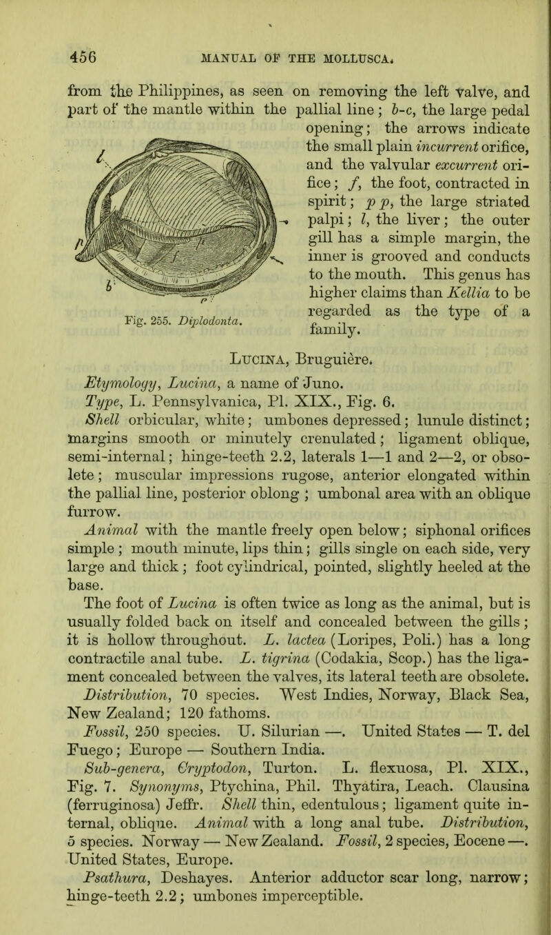 from ike Philippines, as seen on removing tlie left Valve, and part of the mantle within the pallial line ; b-c, the large pedal opening; the arrows indicate the small plain incurrent orifice, and the valvular excurrent ori- fice ; /, the foot, contracted in spirit; jp p, the large striated palpi; I, the liver; the outer gill has a simple margin, the inner is grooved and conducts to the mouth. This genus has higher claims than Kellia to be regarded as the type of a family. Ltjcijsta, Bruguiere. Etymology, Lucina, a name of Juno. Type, L. Pennsylvanica, PI. XIX., Fig. 6. Shell orbicular, white; umbones depressed; lunule distinct; margins smooth or minutely crenulated; ligament oblique, semi-internal; hinge-teeth 2.2, laterals 1—1 and 2—2, or obso- lete ; muscular impressions rugose, anterior elongated within the pallial line, posterior oblong ; umbonal area with an oblique furrow. Animal with the mantle freely open below; siphonal orifices simple ; mouth minute, lips thin; gills single on each side, very- large and thick ; foot cylindrical, pointed, slightly heeled at the base. The foot of Lucina is often twice as long as the animal, but is usually folded back on itself and concealed between the gills ; it is hollow throughout. L. ^ac^ea (Loripes, Poli.) has a long contractile anal tube. L. tigrina (Oodakia, Scop.) has the liga- ment concealed between the valves, its lateral teeth are obsolete. Distribution, 70 species. West Indies, Norway, Black Sea, New Zealand; 120 fathoms. Fossil, 250 species. U. Silurian —. United States — T. del Puego; Europe — Southern India. Sub-genera, Gryptodon, Turton. L. flexuosa, PI. XIX., Fig. 7. Synonyms, Ptychina, Phil. Thyatira, Leach. Clausina (ferruginosa) Jefir. Shell thin, edentulous; ligament quite in- ternal, oblique. Animal with a long anal tube. Distribution, 5 species. Norway — New Zealand. Fossil, 2 species, Eocene —. United States, Europe. Psathura, Deshayes. Anterior adductor scar long, narrow; hinge-teeth 2.2; umbones imperceptible.