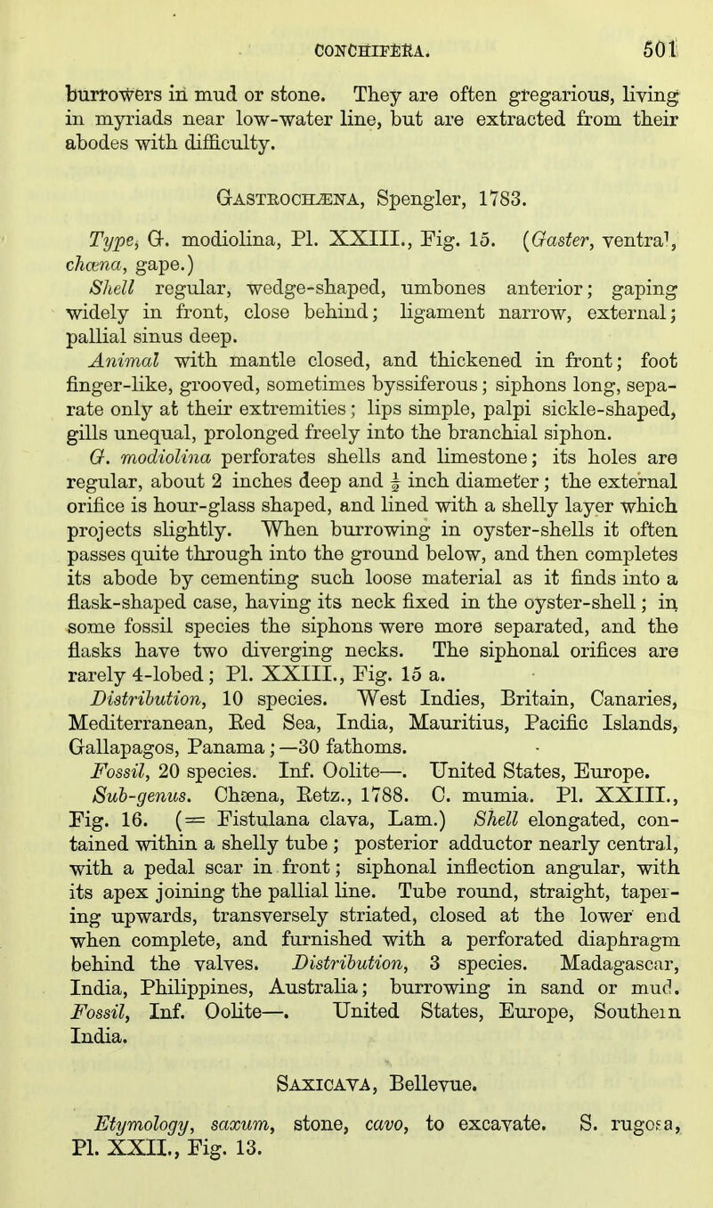 burtoWfers in mud or stone. They are often gregarious, living in myriads near low-water line, but are extracted from their abodes with difficulty. Gasteoch^na, Spongier, 1783. Tyjpe^ G. modiolina, PL XXIII., Pig. 15. {Gaster, ventra^, chcena, gape.) Shell regular, wedge-shaped, umbones anterior; gaping widely in front, close behind; ligament narrow, external; pallial sinus deep. Animal with mantle closed, and thickened in front; foot finger-like, grooved, sometimes byssiferous; siphons long, sepa- rate only at their extremities; lips simple, palpi sickle-shaped, gills unequal, prolonged freely into the branchial siphon. G. modiolina perforates shells and limestone; its holes are regular, about 2 inches deep and ~ inch diameter; the external orifice is hour-glass shaped, and lined with a shelly layer which projects slightly. When burrowing in oyster-shells it often passes quite through into the ground below, and then completes its abode by cementing such loose material as it finds into a flask-shaped case, having its neck fixed in the oyster-shell; in some fossil species the siphons were more separated, and the flasks have two diverging necks. The siphonal orifices are rarely 4-lobed; PI. XXIII., Pig. 15 a. Distribution, 10 species. West Indies, Britain, Canaries, Mediterranean, Eed Sea, India, Mauritius, Pacific Islands, Gallapagos, Panama; —30 fathoms. Fossil, 20 species. Inf. Oolite—. United States, Europe. Sub-genus. Chsena, Eetz., 1788. C. mumia. PI. XXIIL, Pig. 16. (= Pistulana clava. Lam.) Shell elongated, con- tained within a shelly tube ; posterior adductor nearly central, with a pedal scar in front; siphonal inflection angular, with its apex joining the pallial line. Tube round, straight, taper- ing upwards, transversely striated, closed at the lower end when complete, and furnished with a perforated diaphragm behind the valves. Distribution, 3 species. Madagascar, India, Philippines, Australia; burrowing in sand or mud. Fossil, Inf. Oolite—. United States, Europe, Southern India. Saxicava, Bellevue. Etymology, saxum, stone, cava, to excavate. S. rugosa, PI. XXII., Fig. 13.