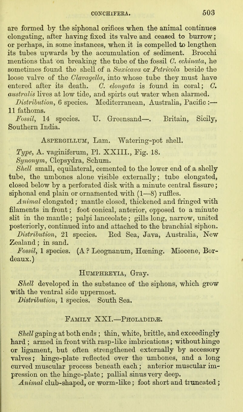 are formed by tlie siplional orifices when the aniraal continues elongating, after having fixed its valve and ceased to burrow; or perhaps, in some instances, when it is compelled to lengthen its tubes upwards by the accumulation of sediment. Brocchi mentions that on breaking the tube of the fossil C. echinaia, he sometimes found the shell of a Saxicava or Petri'cola beside the loose valve of the Clavagella, into whose tube they must have entered after its death. C. elongata is found in coral; C. australis lives at low tide, and spirts out water when alarmed. Distribution, 6 species. Mediterranean, Australia, Pacific :— 11 fathoms. Fossil, 14 species. U. Greensand—. Britain, Sicily, Southern India. ASPERGILLIJM, Lam. Watering-pot shell. Type, A. vaginiferum, PL XXIII., Fig. 18. Synonym, Clepsydra, Schum. Shell small, equilateral, cemented to the lower end of a shelly tube, the umbones alone visible externally; tube elongated, closed below by a perforated disk with a minute central fissure; siphonal end plain or ornamented with (1—8) ruffles. Animal elongated; mantle closed, thickened and fringed with filaments in front; foot conical, anterior, opposed to a minute slit in the mantle; palpi lanceolate ; gills long, narrow, united posteriorly, continued into and attached to the branchial siphon. Distribution, 21 species. Eed Sea, Java, Australia, New Zealand; in sand. Fossil, 1 species. (A ? Leognanum, Hoening. Miocene, Bor- deaux.) HlTMPHREYlA, Gray. Shell developed in the substance of the siphons, which grow with the ventral side uppermost. Distribution, 1 species. South Sea. Family XXI.—Pholadid^. Shell gaping at both ends ; thin, white, brittle, and exceedingly hard ; armed in front with rasp-like imbrications; without hinge or ligament, but often strengthened externally by accessory valves; hinge-plate reflected over the umbones, and a long curved muscular process beneath each ; anterior muscular im- pression on the hinge-plate; pallial sinus very deep. Animal club-shaped, or worm-like; foot short and truncated;