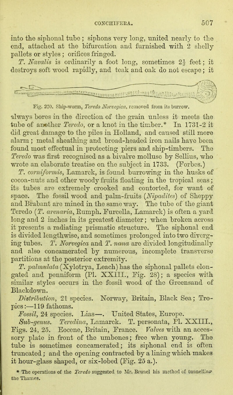 into the siplioiial tube ; siplioiis very long, united nearly to the end, attached at the bifurcation and furnished with 2 shelly pallets or styles ; orifices fringed. T. Navalis is ordinarily a foot long, sometimes 2| feet; it destroys soft wood rapidly, and teak and oak do not escape; it Fig. 270. Sliip-wonn, Teredo Norvegica, removed from its burrow. always bores in the direction of the grain unless it meets the tube of another Teredo, or a knot in the timber.* In 1731-2 it did great damage to the piles in Holland, and caused still more alarm ; metal sheathing and broad-headed iron nails haye been found most effectual in protecting piers and ship-timbers. The Teredo was first recognised as a bivalve mollusc by Sellius, who wrote an elaborate treatise on the subject in 1733. (Forbes.) T. corniformis, Lamarck, is found burrowing in the husks of cocoa-nuts and other woody fruits floating in the tropical seas; its tubes are extremely crooked and contorted, for want of space. The fossil wood and palm-fruits [Ni^adites) of Sheppy and Brabant are mined in the same way. The tube of the giant Teredo {T. arenaria, Eumph. Eurcella, Lamarck) is often a yard long and 2 inches in its greatest diameter; when broken across it presents a radiating prismatic structure. The siphonal end is divided lengthwise, and sometimes prolonged into two diverg- ing tubes. T. Norvegica and T. nana are divided longitudinally and also concamerated by numerous, incomplete transverse partitions at the posterior extremity. T. palmidata (Xylotrya, Leach) has the siphonal pallets elon- gated and penniform (PL XXIIL, Fig. 28); a species with similar styles occurs in the fossil wood of the Greensand of Blackdown. Distribution, 21 species. Norway, Britain, Black Sea; Tro- pics :—119 fathoms. Fossil, 24 species. Lias—. United States, Europe. Suh-genus. Teredina, Lamarck. T. personata, PL XXIIL, Figs. 24, 25. Eocene, Britain, France. Valves with an acces- sory plate in front of the umbones; free when young. The tube is sometimes concamerated; its siphonal end is often truncated; and the opening contracted by a lining which makes it hour-glass shaped, or six-lobed (Fig. 25 a.). * The operations of the Teredo suggested to Mr. Brunei his method of tunuellinaf tlie Thames.