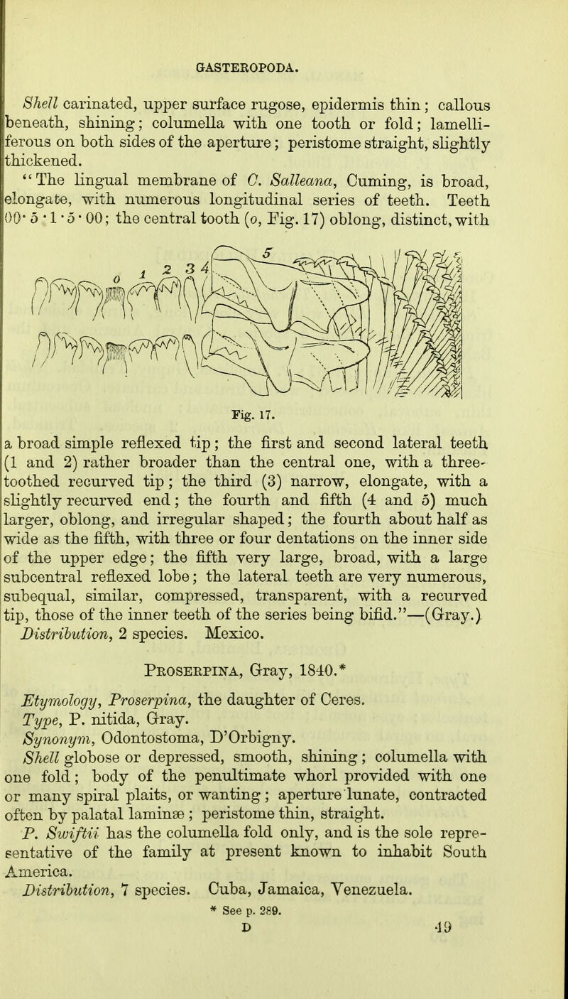 Shell carinated, upper surface rugose, epidermis thin; callous beneath., shining; columella with one tooth or fold; lamelli- ferous on both sides of the aperture; peristome straight, slightly thickened. The lingual membrane of C. Salleana, Cuming, is broad, elongate, with numerous longitudinal series of teeth. Teeth 00 5 • 1 • 5 • 00; the central tooth (o, Fig. 17) oblong, distinct, with Fig. 17. a broad simple reflexed tip; the first and second lateral teeth (1 and 2) rather broader than the central one, with a three- toothed recurved tip; the third (3) narrow, elongate, with a I slightly recurved end; the fourth and fifth (4 and 5) much j larger, oblong, and irregular shaped; the fourth about half as iwide as the fifth, with three or four dentations on the inner side of the upper edge; the fifth very large, broad, with a large subcentral reflexed lobe; the lateral teeth are very numerous, :subequal, similar, compressed, transparent, with a recurved I tip, those of the inner teeth of the series being bifid.—(Gray.) Distribution, 2 species. Mexico. Proseepijj-a, Gray, 1840.* Etymology, Proserpina, the daughter of Ceres. Type, P. nitida, Gray. Synonym, Odontostoma, D'Orbigny. Shell globose or depressed, smooth, shining ; columella with one fold; body of the penultimate whorl provided with one or many spiral plaits, or wanting ; aperture lunate, contracted often by palatal laminee ; peristome thin, straight. P. Swiftii has the columella fold only, and is the sole repre- sentative of the family at present known to inhabit South America. Distribution, 7 species. Cuba, Jamaica, Venezuela. * See p. 289.