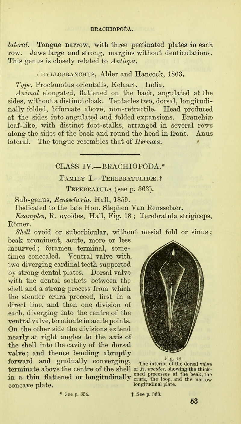 lateral. Tongue narrow, witli three pectinated plates in eacb. row. Jaws large and strong, margins without denticulation^\ This genus is closely related to Antiopa. X liYLLOBRANCHUS, Alder and Hancock, 1863. Type^ Proctonotus orientalis, Kelaart. India. Animal elongated, flattened on the back, angulated at the sides, without a distinct cloak. Tentacles two, dorsal, longitudi- nally folded, bifurcate above, non-retractile. Head produced at the sides into angulated and folded expansions. Branchiae leaf-like, with distinct foot-stalks, arranged in several rows along the sides of the back and round the head in front. Anus lateral. The tongue resembles that of Hermcea. * CLASS ly.—BEACHIOPODA.* Family I.—TEREBRATULIDJE.t Teeebeattjla (see p. -363), Sub-genus, Bensseloeria, Hall, 1859. Dedicated to the late Hon. Stephen Van Rensselaer. Examples, E. ovoides, Hall, Fig. 18 ; Terebratula strigiceps, Eomer. SJiell ovoid or suborbicular, without mesial fold or sinus; beak prominent, acute, more or less incurved; foramen terminal, some- times concealed. Ventral valve with two diverging cardinal teeth supported by strong dental plates. Dorsal valve with the dental sockets between the shell and a strong process from which the slender crura proceed, first in a direct line, and then one division of each, diverging into the centre of the ventral valve, terminate in acute points. On the other side the divisions extend nearly at right angles to the axis of the shell into the cavity of the dorsal valve; and thence bending abruptly forward and gradually converging, The inter Jot'ttS dorsal valve terminate above the centre of the shell of R. ovoides, showing the thick- in a thin flattened or longitudinally c?um,^'hfioop/lU^^thrna^^^^ concave plate. longitudinal plate. * See p. 354. t See p. 363. 58