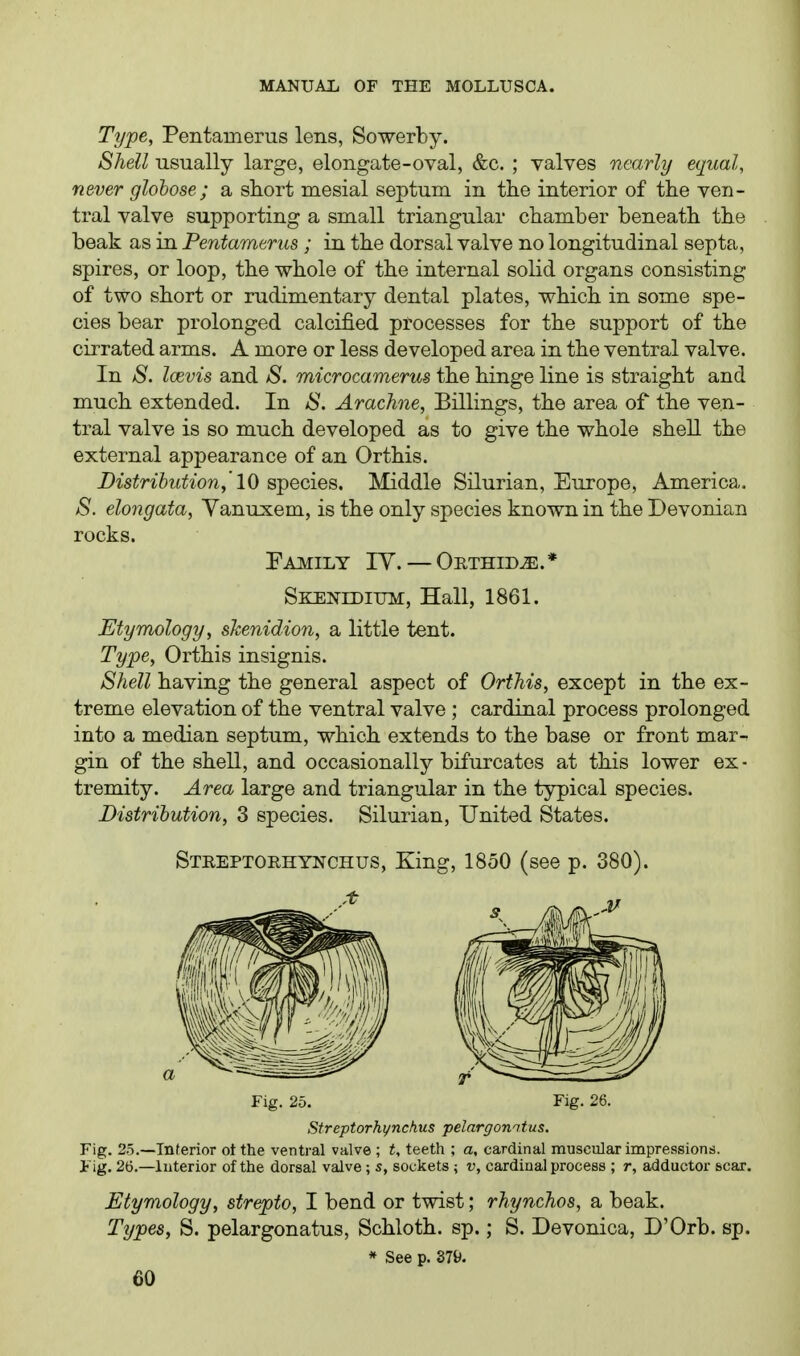 Type, Pentamerus lens, Sowerby. Shell usually large, elongate-oval, &c. ; valves nearly equal, never glohose ; a short mesial septum in the interior of the ven- tral valve supporting a small triangular chamber beneath the beak as in Pentamerus ; in the dorsal valve no longitudinal septa, spires, or loop, the whole of the internal solid organs consisting of two short or rudimentary dental plates, which in some spe- cies bear prolonged calcified processes for the support of the cirrated arms. A more or less developed area in the ventral valve. In 8. Icevis and S. microcamerus the hinge line is straight and much extended. In 8. Arachne, Billings, the area of the ven- tral valve is so much developed as to give the whole shell the external appearance of an Orthis. Distribution,'10 s-pecies. Middle Silurian, Europe, America. 8. elongata, Yanuxem, is the only species known in the Devonian rocks. Family IY. — Orthid^.* Skei^iditjm, Hall, 1861. Etymology, skenidio7i, a little tent. Type, Orthis insignis. Shell having the general aspect of Orthis, except in the ex- treme elevation of the ventral valve ; cardinal process prolonged into a median septum, which extends to the base or front mar- gin of the shell, and occasionally bifurcates at this lower ex ■ tremity. Area large and triangular in the typical species. Distribution, 3 species. Silurian, United States. Streptorhynchus, King, 1850 (see p. 380). Fig. 25. Fig. 26. Streptorhynckus pelargonntus. Fig. 25.—Interior oi the ventral valve ; t, teeth ; a, cardinal muscular impressions. Fig. 26.—interior of the dorsal valve; s, sockets ; v, cardinal process ; r, adductor scar. Etymology, strepto, I bend or twist; rhynchos, a beak. Types, S. pelargonatus, Schloth. sp.; S. Devonica, D'Orb. sp. * See p. S79.