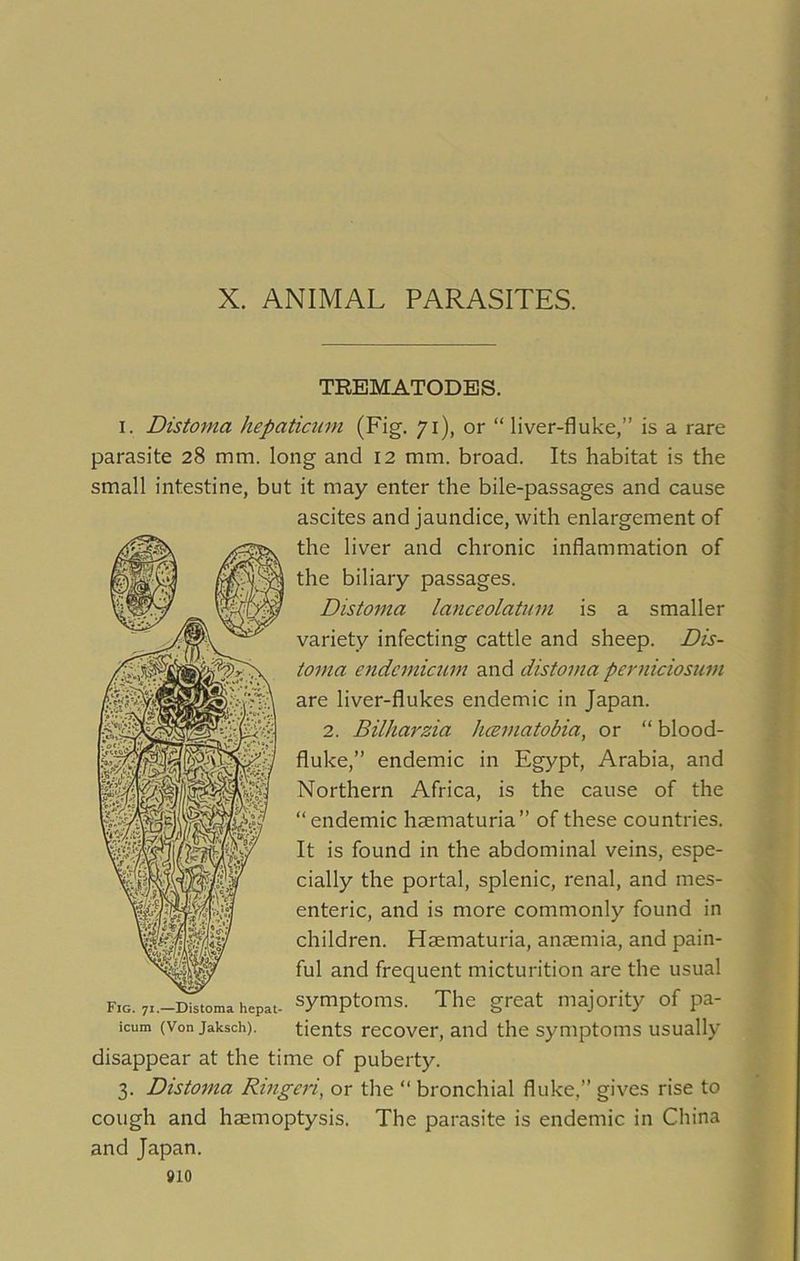 X. ANIMAL PARASITES. TREMATODES. i. Distoma hepaticum (Fig. 71), or “liver-fluke,” is a rare parasite 28 mm. long and 12 mm. broad. Its habitat is the small intestine, but it may enter the bile-passages and cause ascites and jaundice, with enlargement of the liver and chronic inflammation of the biliary passages. Distoma lanceolatum is a smaller variety infecting cattle and sheep. Dis- toma endcmicum and distoma perniciosum are liver-flukes endemic in Japan. 2. Bilharzia hcematobia, or “ blood- fluke,” endemic in Egypt, Arabia, and Northern Africa, is the cause of the “endemic haematuria” of these countries. It is found in the abdominal veins, espe- cially the portal, splenic, renal, and mes- enteric, and is more commonly found in children. Haematuria, anaemia, and pain- ful and frequent micturition are the usual symptoms. The great majority of pa- tients recover, and the symptoms usually disappear at the time of puberty. 3. Distoma Ringeri, or the “ bronchial fluke,” gives rise to cough and haemoptysis. The parasite is endemic in China and Japan. Fig. 71.—Distoma hepat- icum (Vonjaksch).