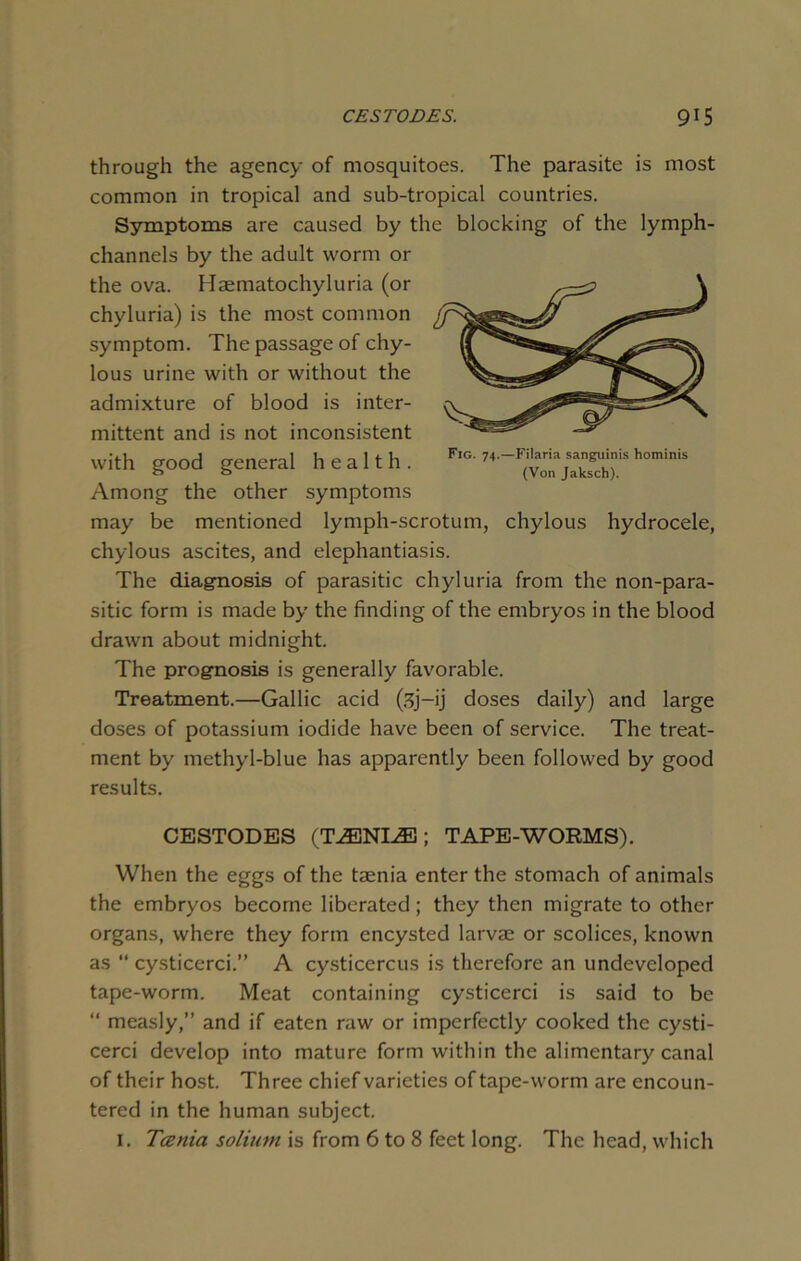 through the agency of mosquitoes. The parasite is most common in tropical and sub-tropical countries. Symptoms are caused by the blocking of the lymph- channels by the adult worm or the ova. Haematochyluria (or chyluria) is the most common symptom. The passage of chy- lous urine with or without the admixture of blood is inter- mittent and is not inconsistent with good general health. Fig' 74‘_F(votjlakThr h°miniS Among the other symptoms may be mentioned lymph-scrotum, chylous hydrocele, chylous ascites, and elephantiasis. The diagnosis of parasitic chyluria from the non-para- sitic form is made by the finding of the embryos in the blood drawn about midnight. The prognosis is generally favorable. Treatment.—Gallic acid (sj-ij doses daily) and large doses of potassium iodide have been of service. The treat- ment by methyl-blue has apparently been followed by good results. CESTODES (T^ENDE; TAPE-WORMS). When the eggs of the taenia enter the stomach of animals the embryos become liberated; they then migrate to other organs, where they form encysted larvae or scolices, known as “ cysticerci.” A cysticercus is therefore an undeveloped tape-worm. Meat containing cysticerci is said to be “ measly,” and if eaten raw or imperfectly cooked the cysti- cerci develop into mature form within the alimentary canal of their host. Three chief varieties of tape-worm are encoun- tered in the human subject. 1. Tcenia solium is from 6 to 8 feet long. The head, which