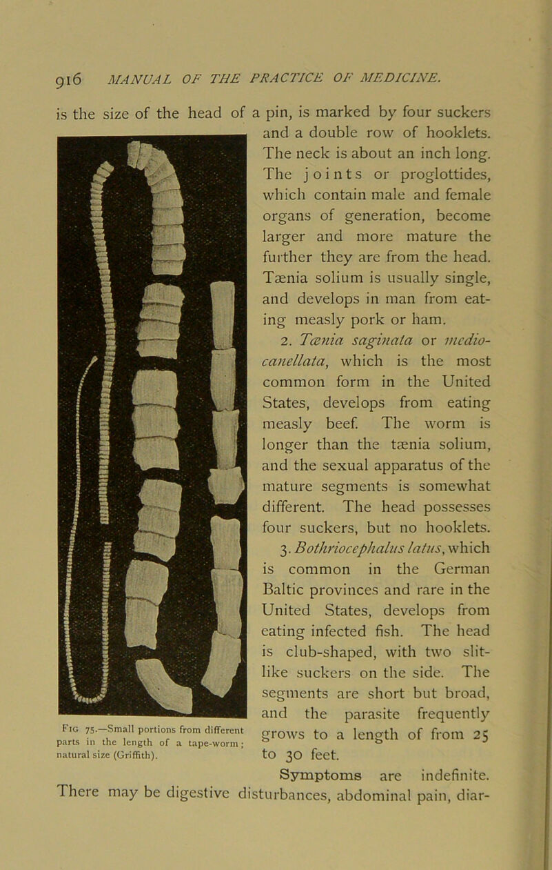 is the size of the head of a pin, is marked by four suckers and a double row of hooklets. The neck is about an inch long. The joints or proglottides, which contain male and female organs of generation, become larger and more mature the further they are from the head. Taenia solium is usually single, and develops in man from eat- ing measly pork or ham. 2. Tania s agin at a or vicdio- canellata, which is the most common form in the United States, develops from eating measly beef. The worm is longer than the taenia solium, and the sexual apparatus of the mature segments is somewhat different. The head possesses four suckers, but no hooklets. 3. Bothriocephalns latus, which is common in the German Baltic provinces and rare in the United States, develops from eating infected fish. The head is club-shaped, with two slit- like suckers on the side. The segments are short but broad, and the parasite frequently grows to a length of from 25 to 30 feet. Symptoms are indefinite. There may be digestive disturbances, abdominal pain, diar- Fig 75.—Small portions from different parts in the length of a tape-worm ; natural size (Griffith).