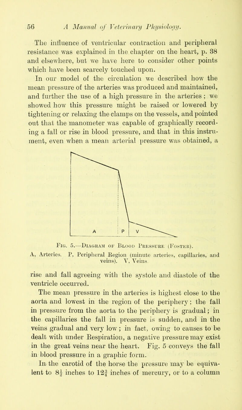 The influence of ventricular contraction and peripheral resistance was explained in the chapter on the heart, p. 38 and elsewhere, but we have here to consider other points which have been scarcely touched upon. In our model of the circulation we described how the mean pressure of the arteries was produced and maintained, and further the use of a high pressure in the arteries ; we showed how this pressure might be raised or lowered by tightening or relaxing the clamps on the vessels, and pointed out that the manometer was capable of graphically record- ing a fall or rise in blood pressure, and that in this instru- ment, even when a mean arterial pressure was obtained, a Fig. 5.—Diagram of Blood Pressure (Foster). A, Arteries. P, Peripheral Eegion (minute arteries, capillaries, and veins). V, Veins. rise and fall agreeing with the systole and diastole of the ventricle occurred. The mean pressure in the arteries is highest close to the aorta and lowest in the region of the periphery; the fall in pressure from the aorta to the periphery is gradual; in the capillaries the fall in pressure is sudden, and in the veins gradual and very low ; in fact, owing to causes to be dealt with under Eespiration, a negative pressure may exist in the great veins near the heart. Fig. 5 conveys the fall in blood pressure in a graphic form. In the carotid of the horse the pressure may be equiva- lent to inches to 12f inches of mercury, or to a column