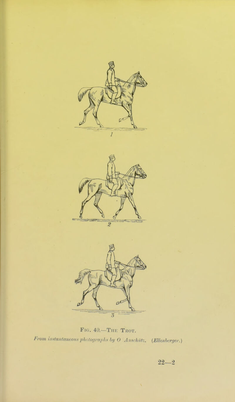 Fk;. 40.—Tiik Titer. From i»x(anf,aneous phologyaplis by 0 Anschm. {Mlenbcrfjer.) 22—2