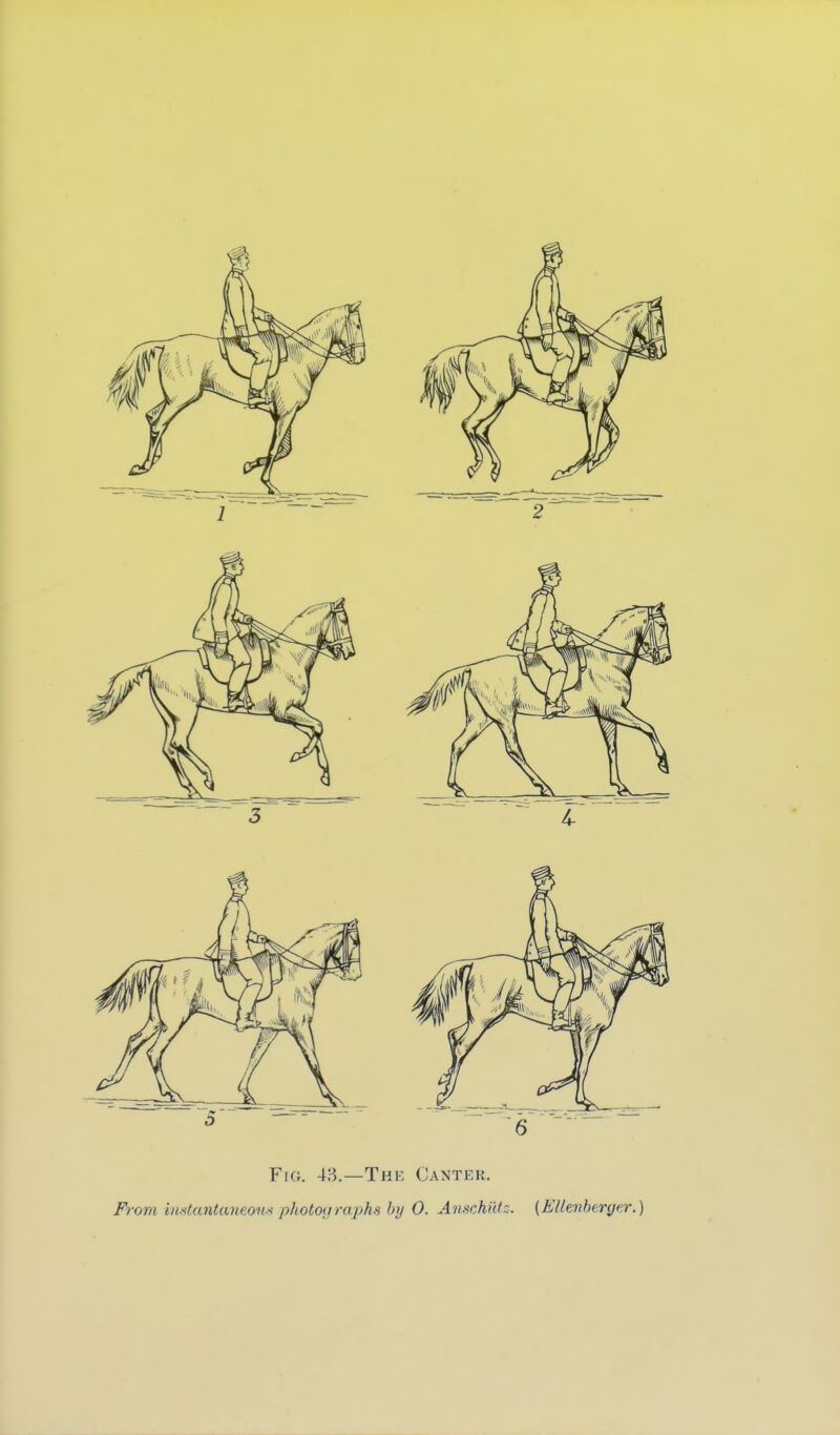 Fig. 4:^.—Thk Canter. From imtantaneom phototjraphs by 0. AnmhiUz. (EUevhtrgn-.)