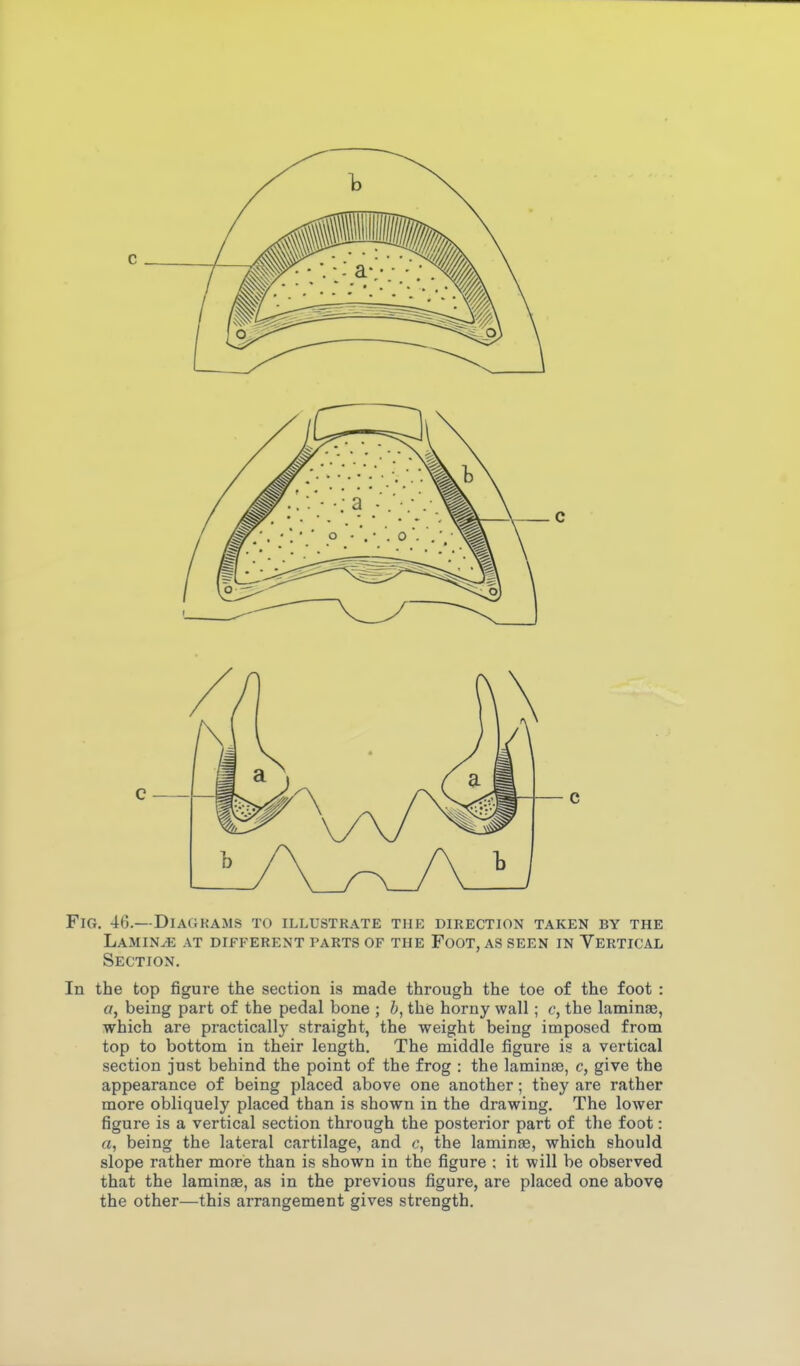 c Fig. 46.—Diagkams to illustrate the direction taken by the Lamin.(E at different parts of the Foot, as seen in Yertical Section. In the top figure the section is made through the toe of the foot : a, being part of the pedal bone ; b, the horny wall; c, the laminae, which are practically straight, the weight being imposed from top to bottom in their length. The middle figure is a vertical section just behind the point of the frog : the laminae, c, give the appearance of being placed above one another; they are rather more obliquely placed than is shown in the drawing. The lower figure is a vertical section through the posterior part of the foot: a, being the lateral cartilage, and c, the laminae, which should slope rather more than is shown in the figure ; it will be observed that the laminse, as in the previous figure, are placed one above the other—this arrangement gives strength.