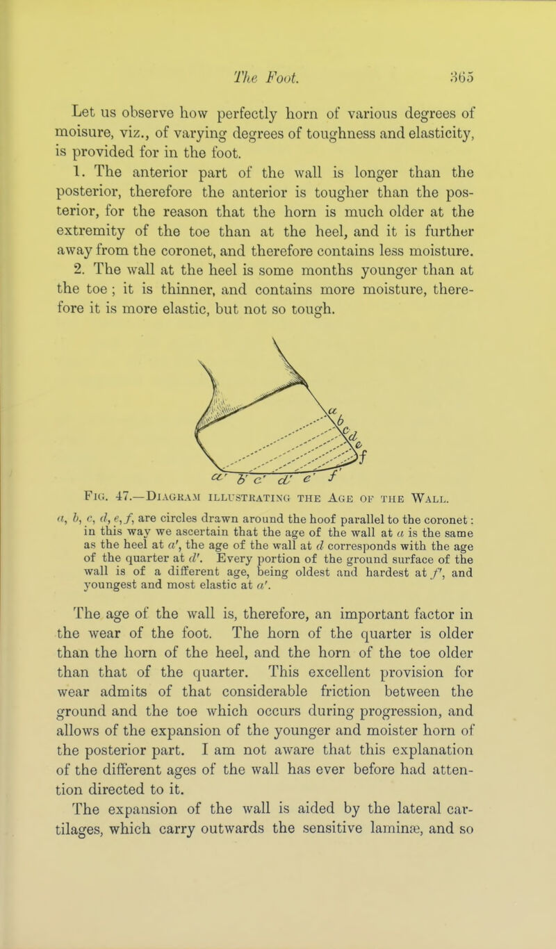 Let us observe how perfectly horn of various degrees of moisure, viz., of varying degrees of toughness and elasticity, is provided for in the foot. 1. The anterior part of the wall is longer than the posterior, therefore the anterior is tougher than the pos- terior, for the reason that the horn is much older at the extremity of the toe than at the heel, and it is further away from the coronet, and therefore contains less moisture. 2. The wall at the heel is some months younger than at the toe ; it is thinner, and contains more moisture, there- fore it is more elastic, but not so tough. Fig. 47.—Diagkam illustrating the Age of the Wall. <t, b, c, d, e,f, are circles drawn around the hoof parallel to the coronet: in this way we ascertain that the age of the wall at a is the same as the heel at a', the age of the wall at d corresponds with the age of the quarter at d'. Every portion of the ground surface of the wall is of a different age, being oldest and hardest at /', and youngest and most elastic at a'. The age of the wall is, therefore, an important factor in the wear of the foot. The horn of the quarter is older than the horn of the heel, and the horn of the toe older than that of the quarter. This excellent provision for wear admits of that considerable friction between the ground and the toe which occurs during progression, and allows of the expansion of the younger and moister horn of the posterior part. I am not aware that this explanation of the difierent ages of the wall has ever before had atten- tion directed to it. The expansion of the wall is aided by the lateral car- tilages, which carry outwards the sensitive laminae, and so