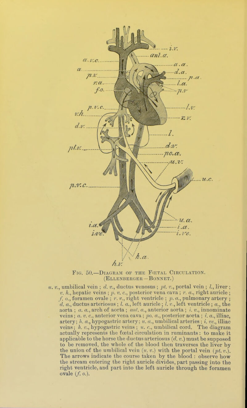 u.c. h.v. Fig. 50.—Diagram of thk Fcetal Circulation. (Ellenbekger -Bonnet.) «<. v., umbilical vein ; </. v., ductus venosus ; pt. r., portal vein ; liver ; r. h., hepatic veins ; p. v. c, posterior vena cava ; r. a., right auricle ; /. 0., foramen ovale ; r. v., right ventricle ; ]>. a., pulmonary artery ; d. a., ductus arteriosus ; /. a., left auricle ; /. r., left ventricle ; a., the aorta ; a. a., arch of aorta ; au/. a., anterior aorta ; /. v., innominate veins; a. i\ c, anterior vena cava ; jX). a., posterior aorta ; ?. a., illiac, artery; h. a., hypogastric artery; n. (t., umbilical arteries ; ^. i-e., illiac veins; h. v., hypogastric veins ; ii. c, umbilical cord. The diagram actually represents the foetal circulation in ruminants: to make it applicable to the horse the ductus arteriosus (d. v.) must be supposed to be removed, the whole of the blood then traverses the liver by the union of the umbilical vein (;/. v.) with the portal vein {jjf. v.). The arrows indicate the course taken by the blood : observe how the stream entering the right auricle divides, part passing into the right ventricle, and part into the left auricle through the foramen ovale if. 0.).