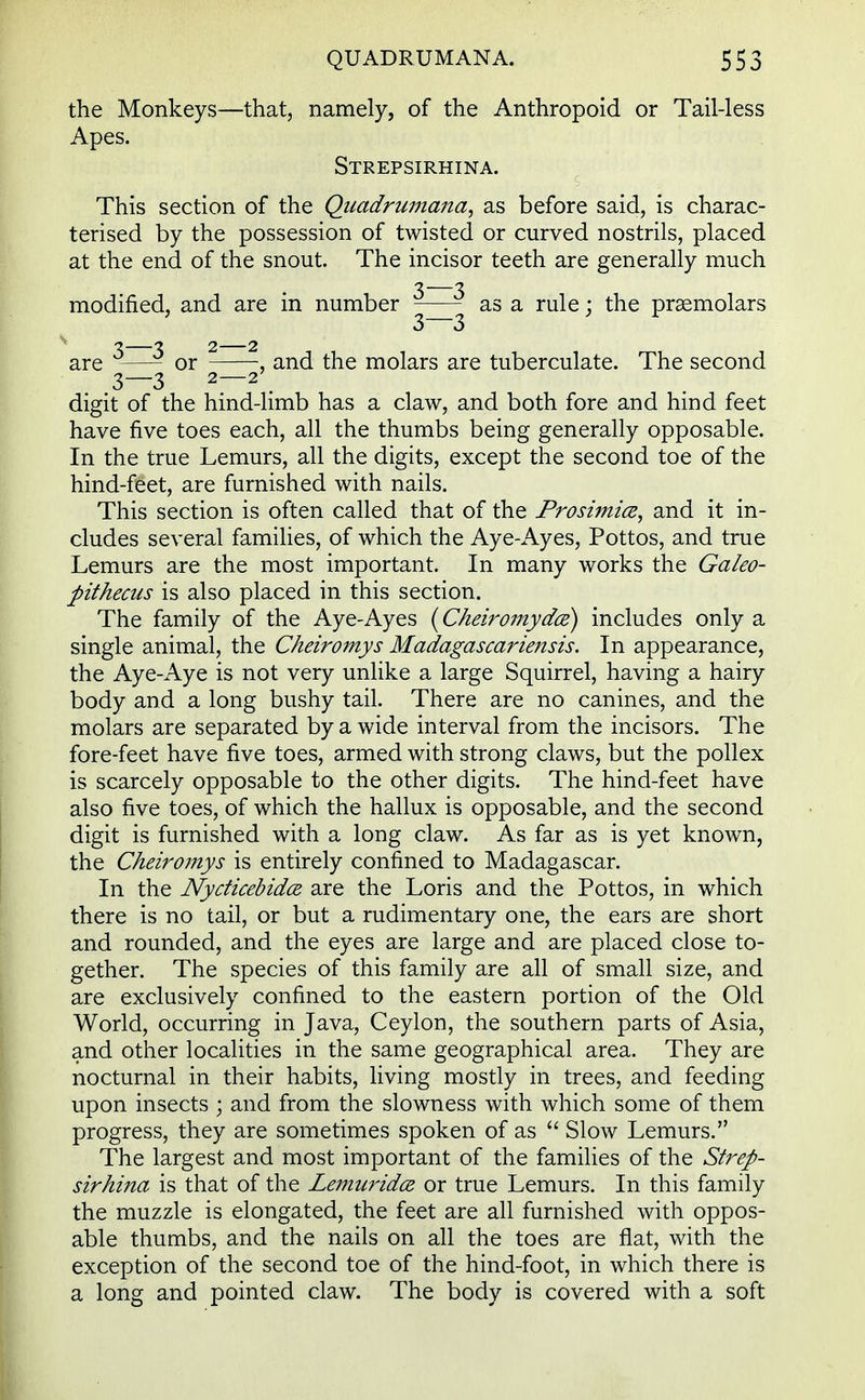 the Monkeys—that, namely, of the Anthropoid or Tail-less Apes. Strepsirhina. This section of the Quadrumana, as before said, is charac- terised by the possession of twisted or curved nostrils, placed at the end of the snout. The incisor teeth are generally much 3—3 modified, and are in number as a rule; the premolars 3 3 7. 2 2 2 are —- or , and the molars are tuberculate. The second 3—3 2—2 . digit of the hind-limb has a claw, and both fore and hind feet have five toes each, all the thumbs being generally opposable. In the true Lemurs, all the digits, except the second toe of the hind-feet, are furnished with nails. This section is often called that of the Prosimics, and it in- cludes several families, of which the Aye-Ayes, Pottos, and true Lemurs are the most important. In many works the Galeo- pithecus is also placed in this section. The family of the Aye-Ayes (Cheiromydce) includes only a single animal, the Cheiromys Madagascariensis. In appearance, the Aye-Aye is not very unlike a large Squirrel, having a hairy body and a long bushy tail. There are no canines, and the molars are separated by a wide interval from the incisors. The fore-feet have five toes, armed with strong claws, but the pollex is scarcely opposable to the other digits. The hind-feet have also five toes, of which the hallux is opposable, and the second digit is furnished with a long claw. As far as is yet known, the Cheiromys is entirely confined to Madagascar. In the Nycticebidce. are the Loris and the Pottos, in which there is no tail, or but a rudimentary one, the ears are short and rounded, and the eyes are large and are placed close to- gether. The species of this family are all of small size, and are exclusively confined to the eastern portion of the Old World, occurring in Java, Ceylon, the southern parts of Asia, and other localities in the same geographical area. They are nocturnal in their habits, living mostly in trees, and feeding upon insects ; and from the slowness with which some of them progress, they are sometimes spoken of as Slow Lemurs. The largest and most important of the families of the Strep- sirhina is that of the Lemuridce or true Lemurs. In this family the muzzle is elongated, the feet are all furnished with oppos- able thumbs, and the nails on all the toes are flat, with the exception of the second toe of the hind-foot, in which there is a long and pointed claw. The body is covered with a soft