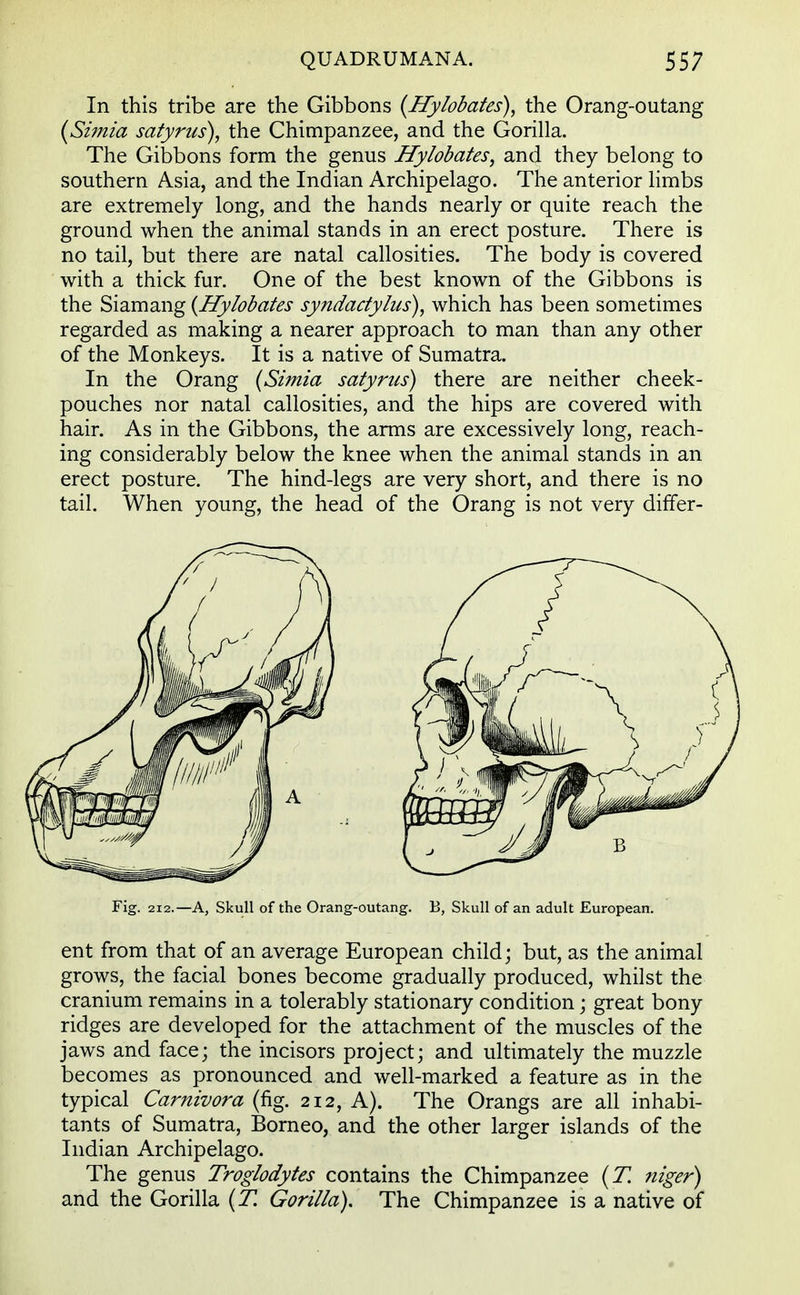 In this tribe are the Gibbons (Hylobates), the Orang-outang (Simla satyrus), the Chimpanzee, and the Gorilla. The Gibbons form the genus Hylobates, and they belong to southern Asia, and the Indian Archipelago. The anterior limbs are extremely long, and the hands nearly or quite reach the ground when the animal stands in an erect posture. There is no tail, but there are natal callosities. The body is covered with a thick fur. One of the best known of the Gibbons is the Siamang {Hylobates syndactylies), which has been sometimes regarded as making a nearer approach to man than any other of the Monkeys. It is a native of Sumatra. In the Orang (Simla satyrus) there are neither cheek- pouches nor natal callosities, and the hips are covered with hair. As in the Gibbons, the arms are excessively long, reach- ing considerably below the knee when the animal stands in an erect posture. The hind-legs are very short, and there is no tail. When young, the head of the Orang is not very differ- Fig. 212.—A, Skull of the Orang-outang. B, Skull of an adult European. ent from that of an average European child; but, as the animal grows, the facial bones become gradually produced, whilst the cranium remains in a tolerably stationary condition; great bony ridges are developed for the attachment of the muscles of the jaws and face; the incisors project; and ultimately the muzzle becomes as pronounced and well-marked a feature as in the typical Carnivora (fig. 212, A). The Orangs are all inhabi- tants of Sumatra, Borneo, and the other larger islands of the Indian Archipelago. The genus Troglodytes contains the Chimpanzee (T. niger) and the Gorilla (T. Gorilla). The Chimpanzee is a native of