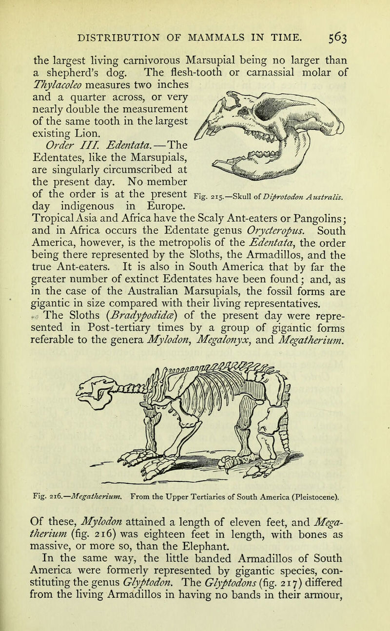 the largest living carnivorous Marsupial being no larger than a shepherd's dog. The flesh-tooth or carnassial molar of Thylacoleo measures two inches and a quarter across, or very nearly double the measurement of the same tooth in the largest existing Lion. Order III. Edentata.—The Edentates, like the Marsupials, are singularly circumscribed at the present day. No member of the order is at the present Fig. 2i5.-Skuii of mprotodon Austraiis. day indigenous in Europe. Tropical Asia and Africa have the Scaly Ant-eaters or Pangolins; and in Africa occurs the Edentate genus Orycteropus. South America, however, is the metropolis of the Edentata, the order being there represented by the Sloths, the Armadillos, and the true Ant-eaters. It is also in South America that by far the greater number of extinct Edentates have been found; and, as in the case of the Australian Marsupials, the fossil forms are gigantic in size compared with their living representatives. »4 The Sloths (Bradypodidce) of the present day were repre- sented in Post-tertiary times by a group of gigantic forms referable to the genera Mylodon, Mega/onyx, and Megatherium. Fig. vib.—Megatherium. From the Upper Tertiaries of South America (Pleistocene). Of these, Mylodon attained a length of eleven feet, and Mega- therium (fig. 216) was eighteen feet in length, with bones as massive, or more so, than the Elephant. In the same way, the little banded Armadillos of South America were formerly represented by gigantic species, con- stituting the genus Glyptodon. The Glyptodons (fig. 217) differed from the living Armadillos in having no bands in their armour,