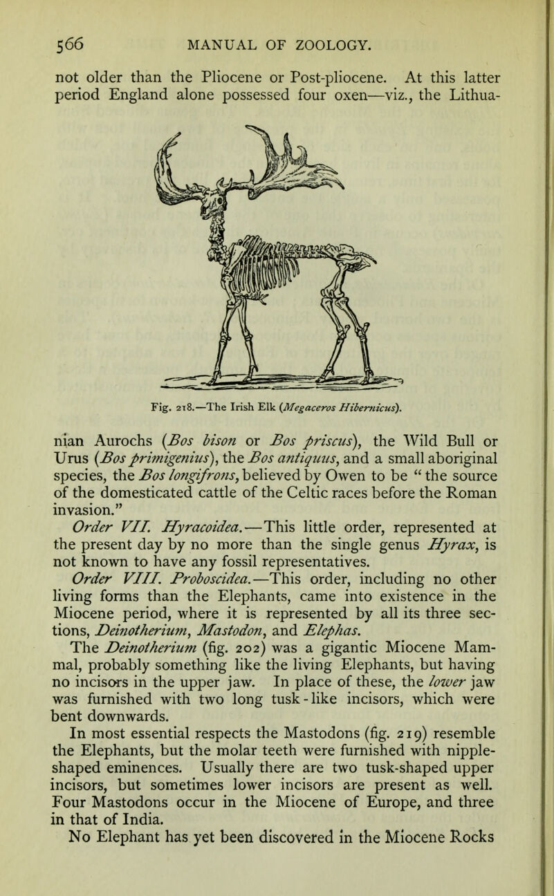 not older than the Pliocene or Post-pliocene. At this latter period England alone possessed four oxen—viz., the Lithua- Fig. 218.—The Irish Elk (Megaceros Hibertiicus). nian Aurochs (Bos bison or Bos priscus), the Wild Bull or Urus (Bosprimigenius), the Bos antiqims, and a small aboriginal species, the Bos longifro?is, believed by Owen to be  the source of the domesticated cattle of the Celtic races before the Roman invasion. Order VII. Hyracoidea.—This little order, represented at the present day by no more than the single genus Hyrax, is not known to have any fossil representatives. Order VIII. Proboscidea.—This order, including no other living forms than the Elephants, came into existence in the Miocene period, where it is represented by all its three sec- tions, JDeinotherhim, Mastodon, and Elephas. The Deinotherium (fig. 202) was a gigantic Miocene Mam- mal, probably something like the living Elephants, but having no incisors in the upper jaw. In place of these, the lower jaw was furnished with two long tusk-like incisors, which were bent downwards. In most essential respects the Mastodons (fig. 219) resemble the Elephants, but the molar teeth were furnished with nipple- shaped eminences. Usually there are two tusk-shaped upper incisors, but sometimes lower incisors are present as well. Four Mastodons occur in the Miocene of Europe, and three in that of India. No Elephant has yet been discovered in the Miocene Rocks