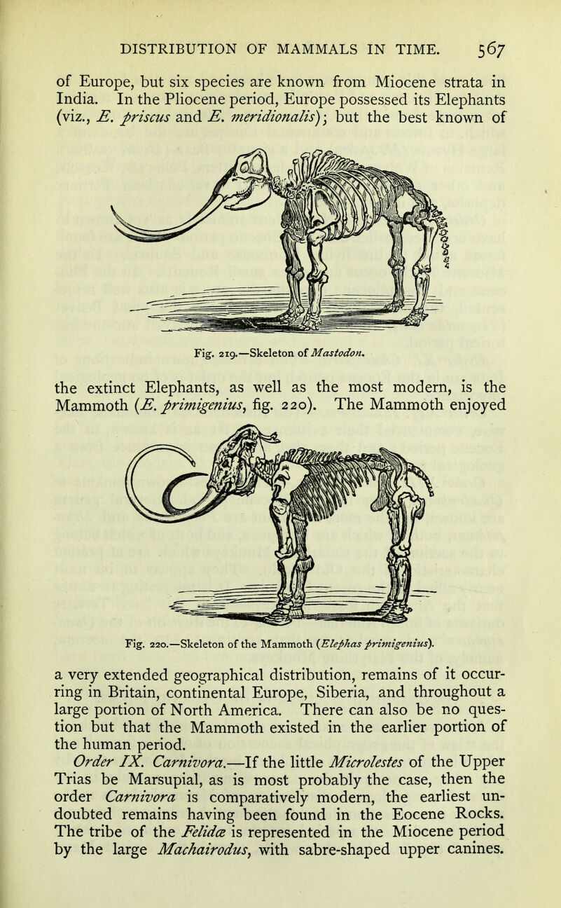 of Europe, but six species are known from Miocene strata in India. In the Pliocene period, Europe possessed its Elephants (viz., E. firiscus and E. meridionalis) • but the best known of Fig. 219.—Skeleton of Mastodon. the extinct Elephants, as well as the most modern, is the Mammoth (E. pritnigenius, fig. 220). The Mammoth enjoyed Fig. 220.—Skeleton of the Mammoth (Elephas firimigenius). a very extended geographical distribution, remains of it occur- ring in Britain, continental Europe, Siberia, and throughout a large portion of North America. There can also be no ques- tion but that the Mammoth existed in the earlier portion of the human period. Order IX. Cartiivora.—If the little Microlestes of the Upper Trias be Marsupial, as is most probably the case, then the order Carnivora is comparatively modern, the earliest un- doubted remains having been found in the Eocene Rocks. The tribe of the Felidce is represented in the Miocene period by the large Machairodus, with sabre-shaped upper canines.