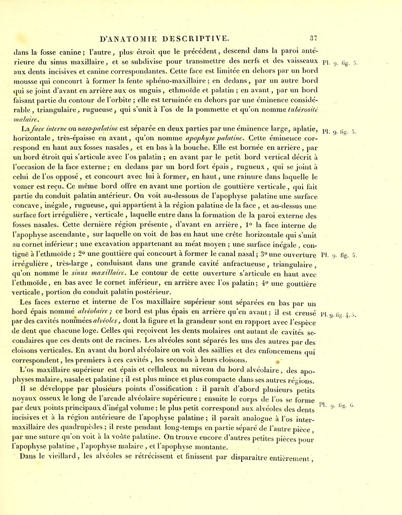 dans la fosse canine ; l'autre, plus étroit que le précédent, descend dans la paroi anté- rieure du sinus maxillaire, et se subdivise pour transmettre des nerfs et des vaisseaux pi ^ aux dents incisives et canine correspondantes. Cette face est limitée en dehors par un bord mousse qui concourt à former la fente sphéno-maxillaire ; en dedans, par un autre bord qui se joint d'avant en arrière aux os unguis , ethmoïde et palatin ; en avant, par un bord faisant partie du contour de l'orbite ; elle est terminée en dehors par une éminence considé- rable, triangulaire, rugueuse, qui s'unit à l'os de la pommette et qu'on nomme tubérosilé nialaire. Lay«cf m^er/zg ou est séparée en deux parties par une éminence large, aplatie, pj ^ liorizontale, très-épaisse en avant, qu'on nomme apophijse palatine. Cette éminence cor- i-espond en haut aux fosses nasales, et en bas à la bouche. Elle est bornée en arrière , par un bord étroit qui s'articule avec l'os palatin ; en avant par le petit bord vertical décrit :i l'occasion de la face externe ; en dedans par un bord fort épais , rugueux , qui se joint à celui de l'os opposé , et concourt avec lui à former, en haut j une rainure dans laquelle le vomer est reçu. Ce même bord offre en avant une portion de gouttière verticale , qui fait partie du conduit palatin antérieur. On voit au-dessous de l'apophyse palatine une surface concave, inégale, rugueuse, qui appartient à la région palatine de la face , et au-dessus une surface fort irrégulière, verticale , laquelle entre dans la formation de la paroi externe des fosses nasales. Cette dernière région présente, d'avant en arrière, 1° la face interne de l'apophyse ascendante, sur laquelle on voit de bas en haut une crête horizontale qui s'unit au cornet inférieur ; une excavation appartenant au méat moyen ; une surface inégale . con- tiguë à l'ethmoïde ; 2° une gouttière qui concourt à former le canal nasal ; 3° vme ouverture Pl. 9. irrégulière , très-large , conduisant dans une grande cavité anfractueuse , triangulaire , qu'on nomme le sinus maxillaire. Le contour de cette ouverture s'articule en haut avec l'ethmoïde, en bas avec le cornet inférieur, en arrière avec l'os palatin; 4° une gouttière verticale , portion du conduit palatin postérieur. Les faces externe et interne de l'os maxillaire supérieur sont séparées en bas par un bord épais nommé alvéolaire ; ce bord est plus épais en arrière qu'en avant ; il est creusé pi g il par des cavités novà.mèQ^ alvéole s, dont la figure et la grandeur sont en rapport avec l'espèce de dent que chacune loge. Celles qui reçoivent les dents molaires ont autant de cavités se- condaires que ces dents ont de racines. Les alvéoles sont séparés les uns des autres par des cloisons verticales. En avant du bord alvéolaire on voit des saillies et des enfoncemens qui correspondent, les premiers à ces cavités , les seconds à leurs cloisons. L'os maxillaire supérieur est épais et celluleux au niveau du bord alvéolaire, des apo- physes malaire, nasale et palatine ; il est plus mince et plus compacte dans ses autres régions. 11 se développe par plusieurs points d'ossification : il paraît d'abord plusieurs petits noyaux osseux le long de l'arcade alvéolaire supérieure ; ensuite le corps de l'os se forme par deux pohits principaux d'inégal volume ; le plus petit correspond aux alvéoles des dents ' ' ^ incisives et à la région antérieure de l'apophyse palatine ; il paraît analogue à l'os inter- maxillaire des quadrupèdes ; il reste pendant long-temps en partie séparé de l'autre pièce , par une suture qu'on voit à la voûte palatine. On trouve encore d'autres petites pièces pour l'apophyse palatine , l'apophyse malaire , et l'apophyse montante. Dans le vieillard, les alvéoles se rétrécissent et finissent par disparaître entièrement