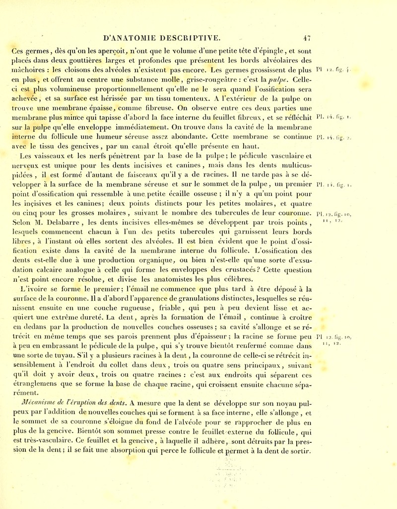 Ces germes, dès qu'on les aperçoit, n'ont que le volume d'une petite tête d'épingle, et sont plaeés dans deux gouttières larges et profondes que présentent les bords alvéolaires des mâchoires: les cloisons des alvéoles n'existent pas encore. Les germes grossissent de plus 1^' en plus, et offrent au centre une substance molle, grise-rougeàtre : c'est \dipulpe. Celle- ci est plus volumineuse proportionnellement qu'elle ne le sera quand l'ossification sera achevée, et sa surface est hérissée par un tissu tomenteux. A l'extérieur de la pulpe on trouve une membrane épaisse, comme fibreuse. On observe entre ces deux parties une membrane plus mince qui tapisse d'abord la face interne du feuillet fibreux, et se réfléchit l'I sur la pulpe qu'elle enveloppe immédiatement. On trouve dans la cavité de la membrane interne du follicule une humeur séreuse assez abondante. Cette membrane se continue Pl avec le tissu des gencives , par un canal étroit qu'elle présente en haut. Les vaisseaux et les nerfs pénètrent par la base de la pulpe ; le pédicule vasculaire et nerveux est unique pour les dents incisives et canines , mais dans les dents mukicus- pidées , il est formé d'autant de faisceaux qu'il y a de racines. Il ne tarde pas à se dé- velopper à la surface de la membrane séreuse et sur le sommet delà pulpe, un premier Pl point d'ossification qui ressemble à une. petite écaille osseuse; il n'y a qu'un point pour les inçisives et les canines; deux points distincts pour les petites molaires, et quatre ou cinq pour les grosses molaires , suivant le nombi e des tubercules de leur couronne, pi Selon M. Delabarre , les dents incisives elles-mêmes se développent par trois points , lesquels commencent chacun à l'un des petits tubercules qui garnissent leurs bords libres , à l'instant où elles sortent des alvéoles. Il est bien évident que le point d'ossi- fication existe dans la cavité de la membrane interne du follicule. L'ossification des dents est-elle due à une production organique, ou bien n'est-elle qu'une sorte d'exsu- dation calcaire analogue à celle qui forme les enveloppes des crustacés ? Cette question n'est point encore résolue, et divise les anatomistes les plus célèbres. L'ivoire se forme le premier; l'émail ne commence que plus tard à être déposé à la surface de la couronne. Il a d'abord l'apparence de granulations distinctes, lesquelles se réu- nissent ensuite en une couche rugueuse, friable , qui peu à peu devient lisse et ac- quiert une extrême dureté. La dent, après la formation de l'émail , continue à croître en dedans par la production de nouvelles couches osseuses ; sa cavité s'allonge et se ré- trécit en même temps que ses parois prennent plus d'épaisseur ; la racine se forme peu Pl à peu en embrassant le pédicule de la pulpe, qui s'y trouve bientôt renfermé comme dans une sorte de tuyau. S'il y a plusieurs racines à la dent, la couronne de celle-ci se rétrécit in- sensiblement à l'endroit du collet dans deux, trois ou quatre sens principaux, suivant qu'il doit y avoir deux, trois ou quatre racines : c'est aux endroits qui séparent ces étrangleraens que se forme la base de chaque racine, qui croissent ensuite chacune sépa- lément. Mécanisme de Vénipdon des dents. A mesure que la dent se développe sur son noyau pul- peux par l'addition de nouvelles couches qui se forment à sa face interne, elle s'allonge , et le sommet de sa couronne s'éloigne du fond de l'alvéole pour se rapprocher de plus en plus de la gencive. Bientôt son sommet presse contre le feuillet externe du follicule, qui est très-vasculaire. Ce feuillet et la gencive, à laquelle il adhère, sont détruits par la pres- sion de la dent; il se fait une absorption qui perce le follicule et permet à la dent de sortir.