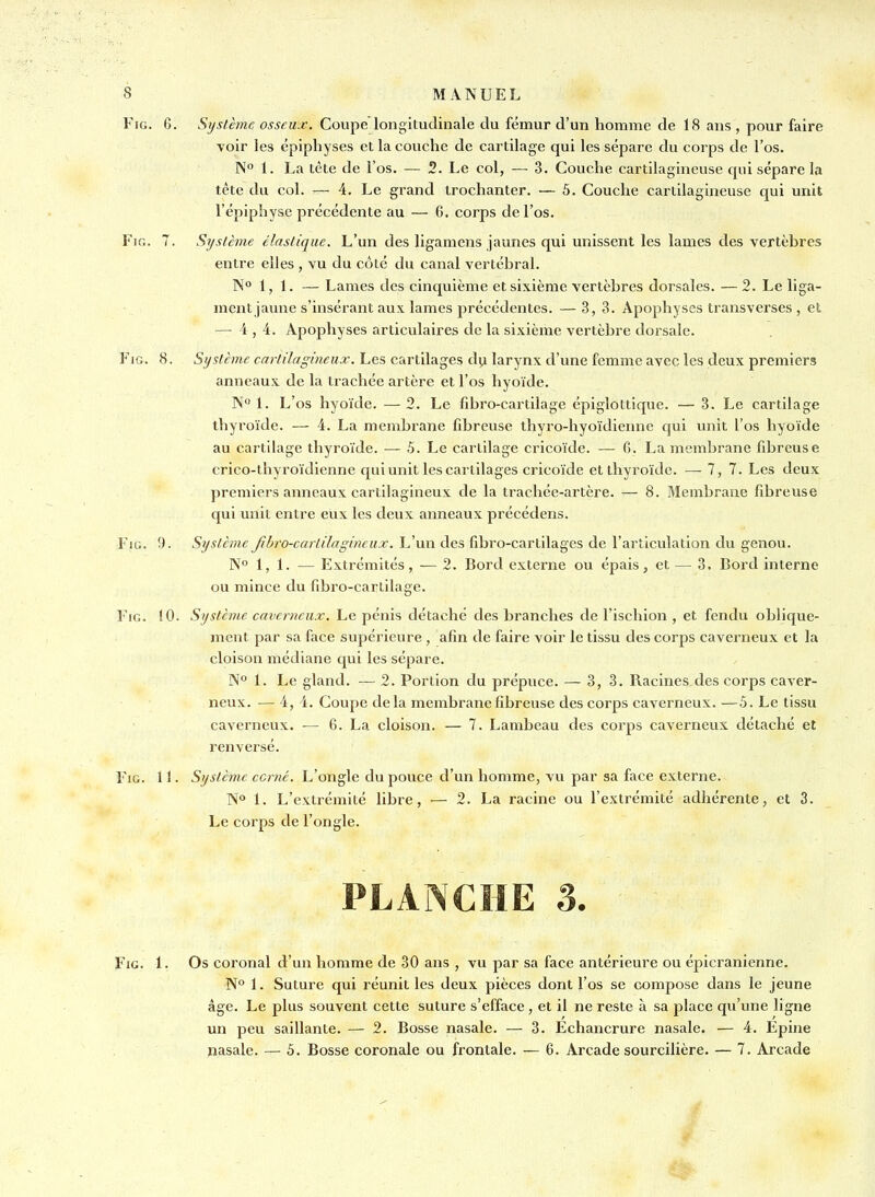 FiG. 6. Système osseux. Coupe longitudinale du fémur d'un homme de 18 ans , pour faire voir les épiphyses et la couche de cartilage qui les sépare du corps de l'os. N° 1. La tète de l'os. — 2. Le col, — 3. Couche cartilagineuse qui sépare la téte du col. — 4. Le grand trochanter. ■— 5. Couche cartilagineuse qui unit l'épiphyse précédente au — 6. corps de l'os. Fifi. 7. Système élastique. L'un des ligamens jaunes qui unissent les lames des vertèbres entre elles , vu du côté du canal vertébral. N° 1, 1. — Lames des cinquième et sixième vertèbres dorsales. — 2. Le liga- ment jaune s'insérant aux lames précédentes. — 3, 3. Apophyses transverses , et — 4 , 4. Apophyses articulaires de la sixième vertèbre dorsale. FiG. 8. Système cartilagineux. Les cartilages di^ larynx d'une femme avec les deux premiers anneaux de la trachée artère et l'os hyoïde. N°l. L'os hyoïde. —2. Le fibro-cartilage épiglottique. — 3. Le cartilage thyroïde. — 4. La membrane fibreuse thyro-hyoïdieinie qui unit l'os hyoïde au cartilage thyroïde. — 5. Le cartilage cricoïde. — 6. La membrane fibreuse crico-thyroïdienne qui unit les cartilages cricoïde et thyroïde. — 7, 7. Les deux premiers anneaux cartilagineux de la trachée-artère. — 8. Membrane fibreuse qui unit entre eux les deux anneaux précédens. FiG. 9. Système Jîbro-cartilagineux. L'un des fîbro-cartilages de l'articulation du genou. N° 1, 1. — Extrémités, — 2. Bord externe ou épais, et — 3. Bord interne ou mince du fibro-cartilage. FiG. 10. Système caverneux. Le pénis détaché des branches de l'ischion , et fendu oblique- ment par sa face supérieure , afin de faire voir le tissu des corps caverneux et la cloison médiane qui les sépare. N° 1. Le gland. — 2. Portion du prépuce. — 3, 3. Racines des corps caver- neux. — 4, 4. Coupe delà membrane fibreuse des corps caverneux. —5. Le tissu caverneux. — 6. La cloison. — 7. Lambeau des corps caverneux détaché et renversé. FiG. 11. Système cerné. L'ongle du pouce d'un homme, vu par sa face externe. N* 1. L'extrémité libre, — 2. La racine ou l'extrémité adhérente, et 3. Le corps de l'ongle. PLANCHE 3. FiG. 1. Os coronal d'un homme de 30 ans , vu par sa face antérieure ou épicranienne. 1. Suture qui réunit les deux pièces dont l'os se compose dans le jeune âge. Le plus souvent cette suture s'efface, et il ne reste à sa place qu'une ligne un peu saillante. — 2. Bosse nasale. — 3. Echancrure nasale. — 4. Epine nasale. — 5. Bosse coronale ou frontale. — 6. Arcade sourcilière. — 7. Arcade