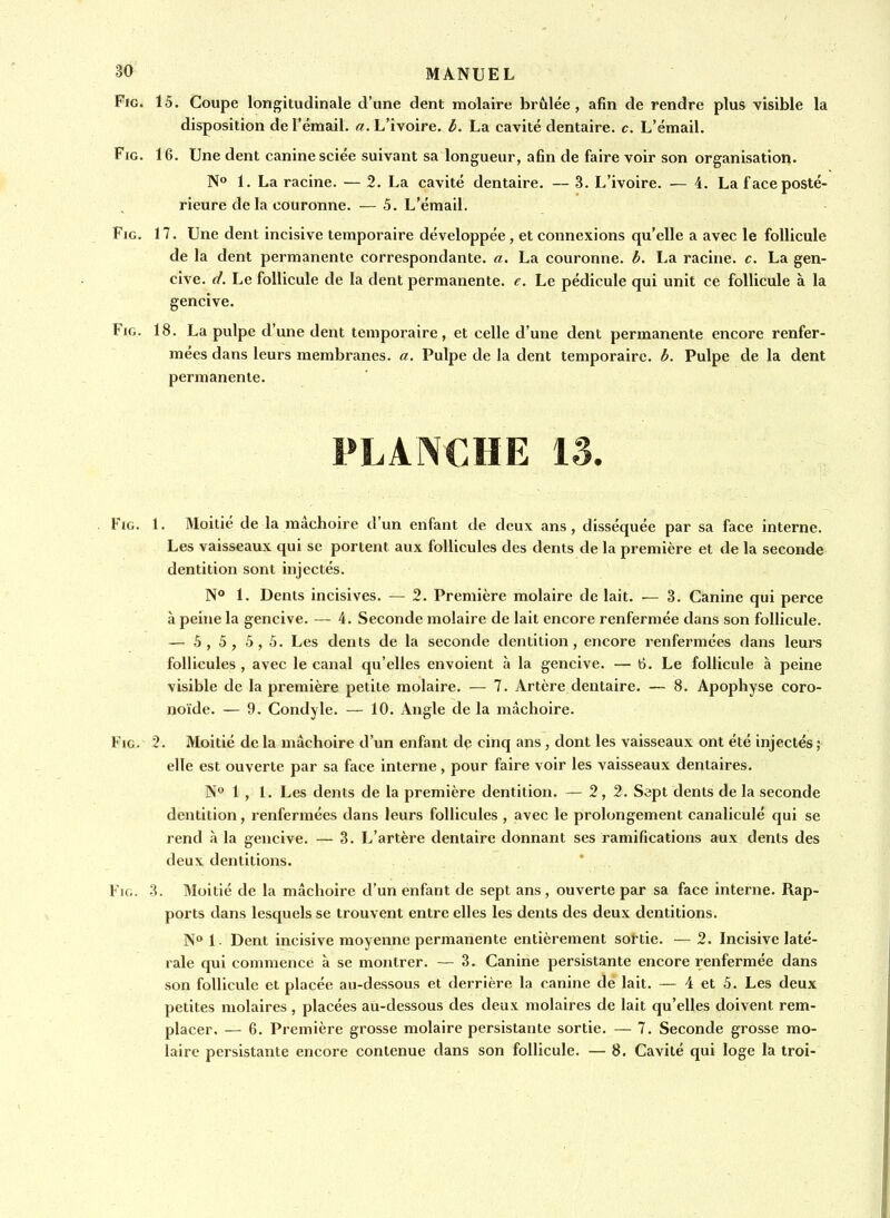 FiG. 15. Coupe longitudinale d'une dent molaire brûlée, afin de rendre plus visible la disposition de l'émail. «.L'ivoire, b. La cavité dentaire, c. L'émail. FiG. 16. Une dent canine sciée suivant sa longueur, afin de faire voir son organisation. 1. La racine. — 2. La cavité dentaire. — 3. L'ivoire. — 4. La f ace posté- rieure de la couronne. — 5. L'émail. FiG. 17. Une dent incisive temporaire développée, et connexions qu'elle a avec le follicule de la dent permanente correspondante, a. La couronne, b. La racine, c. La gen- cive, d. Le follicule de la dent permanente, e. Le pédicule qui unit ce follicule à la gencive. FiG. 18. La pulpe d'une dent temporaire, et celle d'une dent permanente encore renfer- mées dans leurs membranes, a. Pulpe de la dent temporaire, b. Pulpe de la dent permanente. PLANCHE la. FiG. 1. Moitié de la mâchoire d'un enfant de deux ans, disséquée par sa face interne. Les vaisseaux qui se portent aux follicules des dents de la première et de la seconde dentition sont injectés. N° 1. Dents incisives. — 2. Première molaire de lait. — 3. Canine qui perce à peine la gencive. — 4. Seconde molaire de lait encore renfermée dans son follicule. — 5, 5, 5,5. Les dents de la seconde dentition, encore renfermées dans leurs follicules , avec le canal qu'elles envoient à la gencive. — 6. Le follicule à peine visible de la première petite molaire. — 7. Artère dentaire. — 8. Apophyse coro- noïde. — 9. Condyle. — 10. Angle de la mâchoire. FiG. 2. Moitié de la mâchoire d'un enfant de cinq ans , dont les vaisseaux ont été injectés ; elle est ouverte par sa face interne, pour faire voir les vaisseaux dentaires. N° 1 , 1. Les dents de la première dentition. —2,2. Sapt dents de la seconde dentition, renfermées dans leurs follicules , avec le prolongement canaliculé qui se rend à la gencive. — 3. L'artère dentaire donnant ses ramifications aux dents des deux dentitions. ' Fie. 3. Moitié de la mâchoire d'un enfant de sept ans , ouverte par sa face interne. Rap- ports dans lesquels se trouvent entre elles les dents des deux dentitions. N° 1- Dent incisive moyenne permanente entièrement sortie. — 2. Incisive laté- rale qui commence à se montrer. — 3. Canine persistante encore renfermée dans son follicule et placée au-dessous et derrière la canine de lait. — 4 et 5. Les deux petites molaires, placées au-dessous des deux molaires de lait qu'elles doivent rem- placer. — 6. Première grosse molaire persistante sortie. — 7. Seconde grosse mo- laire persistante encore contenue dans son follicule. — 8. Cavité qui loge la troi-