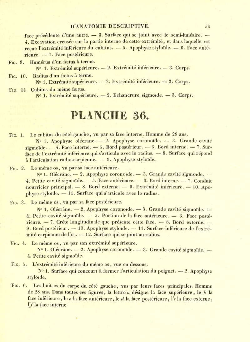 face précédente d'une autre. — 3. Surface qui se joint avec le seml-lunéaire. — 4. Excavation creusée sur la partie interne de cette extrémité, et dans laquelle est reçue l'extrémité inférieure du cubitus. — 5. Apophyse styloïde. — 6. Face anté- rieure. — 7. Face postérieure. FiG. 9. Humérus d'un fœtus à terme. N<' 1. Extrémité supérieure. -— 2. Extrémité inférieure. — 3. Corps. FiG. 10. Radius d'un fœtus à terme. N° 1. Extrémité supérieui'e. —- 2. Extrémité inférieure. — 3. Corps. FiG. 11. Cubitus du même fœtus. N° 1. Extrémité supérieure. — 2. Echancrure sigmoïde. — 3. Corps. FiG. 1. Le cubitus du côté gauche, vu par sa face interne^. Homme de 38 ans. No 1. Apophyse olécrane. — 2. Apophyse coronoïde. — 3. Grande cavité sigmoïde. — 4. Face interne. — 5. Bord postérieur. — 6. Bord interne. — 7. Sur- face de l'extrémité inférieure qui s'articule avec le radius. — 8. Surface qui répond à l'articulation radio-carpienne. — 9. Apophyse styloïde. FiG. 2. Le même os, vu par sa face antérieure. N° 1. Olécrane. — 2. Apophyse coronoïde. — 3. Grande cavité sigmoïde. — 4. Petite cavité sigmoïde. — 5. Face antérieure. — 6. Bord interne. — 7. Conduit nourricier principal. — 8. Bord externe. — 9. Extrémité inférieure. — 10. Apo- physe styloïde. — 11. Surface qui s'articule avec le radius. FiG. 3. Le même os, vu par sa face postérieure. N° 1. Olécrane. — 2. Apophyse coronoïde. — 3. Grande cavité sigmoïde. — 4. Petite cavité sigmoïde. — 5. Portion de la face antérieure. — G. Face posté- rieure. — 7. Crète longitudinale que présente cette face. — 8. Bord externe. — 9. Bord postérieur. — 10. Apophyse styloïde. — 11. Surface inférieure de l'extré- mité carpienne de l'os. — 12. Surface qui se joint au radius. FiG. 4. Le même os , vu par son extrémité supérieure. N° 1. Olécrane. — 2. Apophyse coronoïde. — 3. Grande cavité sigmoïde. — 4. Petite cavité sigmoïde. FiG. 5. L'extrémité inférieure du même os , vue en dessous. No 1. Surface qui concourt à former l'articulation du poignet. — 2. Apophyse styloïde. FiG. 6. Les huit os du carpe du côté gauche, vus par leurs faces principales. Homme de 28 ans. Dans toutes ces figures, la lettre a désigne la face supérieure, le b la face inférieure , le c la face antérieure, le d la face postérieure, l'c la face externe , ly la face interne.