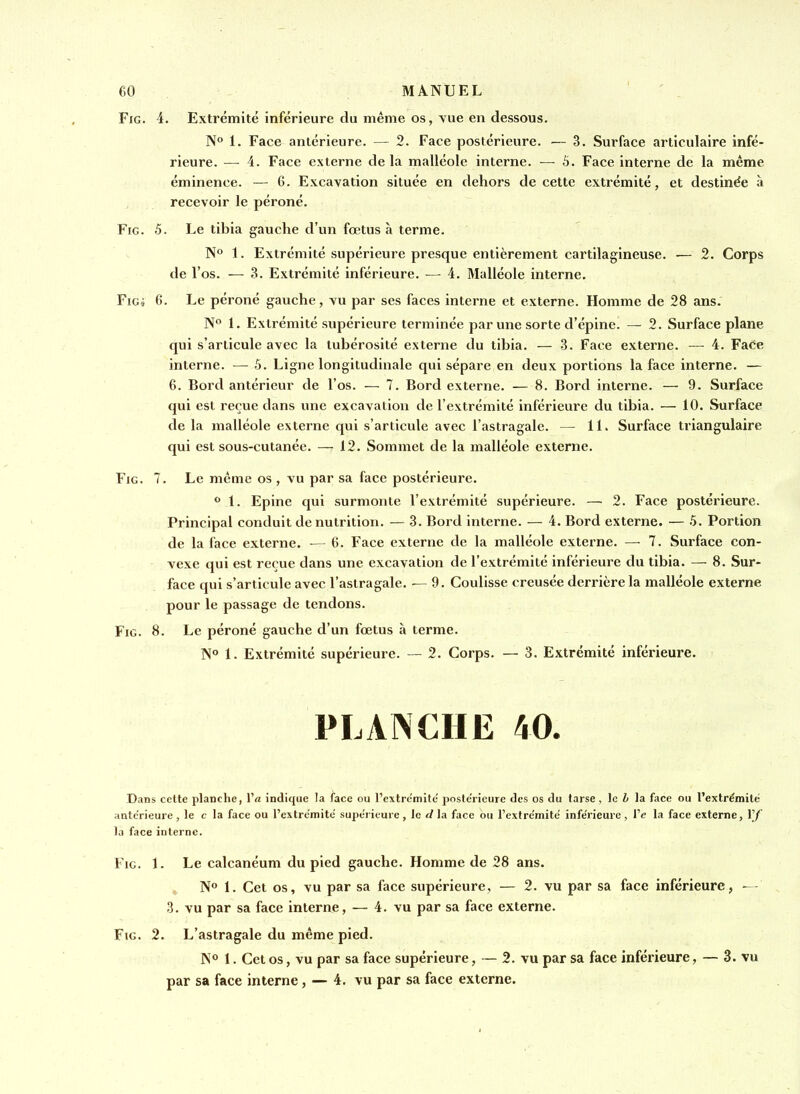 FiG. 4. Extrémité inférieure du même os, vue en dessous. N° 1. Face antérieure. — 2. Face postérieure. — 3. Surface articulaire infé- rieure. — 4. Face externe delà malléole interne. — 5. Face interne de la même éminence. — 6. Excavation située en dehors de cette extrémité, et destinée à recevoir le péroné. FiG. 5. Le tibia gauche d'un fœtus à terme. N° 1. Extrémité supérieure presque entièrement cartilagineuse. — 2. Corps de l'os. — Extrémité inférieure. — 4. Malléole interne. FiGi 6. Le péroné gauche, vu par ses faces interne et externe. Homme de 28 ans. ]N° 1. Extrémité supérieure terminée par une sorte d'épine. — 2. Surface plane qui s'articule avec la lubérosité externe du tibia. — 3. Face externe. — 4. Face interne. — 5. Ligne longitudinale qui sépare en deux portions la face interne. — 6. Bord antérieur de l'os. — 7. Bord externe. — 8. Bord interne. — 9. Surface qui est reçue dans une excavation de l'extrémité inférieure du tibia. — 10. Surface de la malléole externe qui s'articule avec l'astragale. — 11. Surface triangulaire qui est sous-cutanée. — 12. Sommet de la malléole externe. FiG. 7. Le même os , vu par sa face postérieure. 1. Epine qui surmonte l'extrémité supérieure. — 2. Face postérieure. Principal conduit de nutrition. — 3. Bord interne. — 4. Bord externe. — 5. Portion de la face externe. •— 6. Face externe de la malléole externe. — 7. Surface con- vexe qui est reçue dans une excavation de l'extrémité inférieure du tibia. — 8. Sur- face qui s'articule avec l'astragale. — 9. Coulisse creusée derrière la malléole externe pour le passage de tendons. FiG. 8. Le péroné gauche d'un fœtus à terme. ]M° 1. Extrémité supérieure. -~ 2. Corps. — 3. Extrémité inférieure. PLANCHE 40. Dans cette planche, l'a indique la face ou l'extre'mite' poste'rieure des os du tarse , le i la face ou l'extrémité antérieure , le c la face ou l'extrémité supérieure , le d la face ou l'extrémité inférieure , l'e la face externe, Vf la face interne. FiG. 1. Le calcanéum du pied gauche. Homme de 28 ans. No 1. Cet os, vu par sa face supérieure, — 2. vu par sa face inférieure, — ^ 3. vu par sa face interne, — 4. vu par sa face externe. FiG. 2. L'astragale du même pied. N° 1. Cet os, vu par sa face supérieure, — 2. vu par sa face inférieure, — 3. vu par sa face interne, — 4. vu par sa face externe.