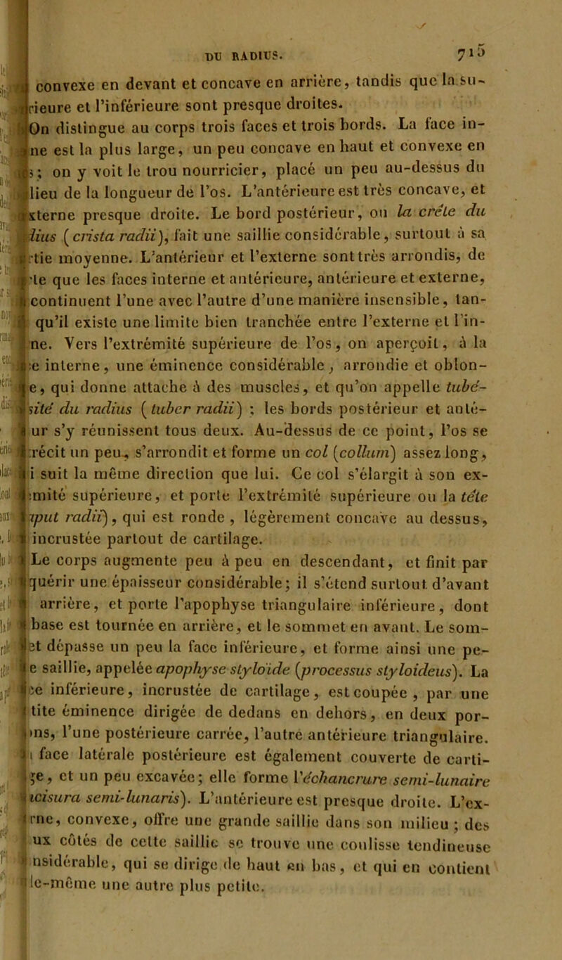 MJ nADIUS. 71** : convexe en devant et concave en arrière, tandis que la su- rieure et l’inférieure sont presque droites. n distingue au corps trois faces et trois bords. La lace in- né est la plus large, un peu concave en haut et convexe en s; on y voit le trou nourricier, placé un peu au-dessus du lieu de la longueur de l’os. L’antérieure est très concave, et sterne presque droite. Le bord postérieur, ou la crête du ;iius (crista radiiJ, fait une saillie considérable, surtout a sa tie moyenne. L’antérieur et l’externe sont très arrondis, de le que les faces interne et antérieure, antérieure et externe, continuent l’une avec l’autre d’une manière insensible, tan- qu’il existe une limite bien tranchée entre l’externe et l'in- ne. Vers l’extrémité supérieure de l’os, on aperçoit, é la e interne, une éminence considérable, arrondie et oblon- je, qui donne attache à des muscles, et qu’on appelle tube- site du radius (luber radii) ; les bords postérieur et anlé- ur s’y réunissent tous deux. Au-dessus de ce point, l’os se récit un peu., s’arrondit et forme un col (collurn) assez long, i suit la même direction que lui. Ce col s’élargit à son ex- :mité supérieure, et porte l’extrémité supérieure ou la télé iput radii), qui est ronde , légèrement concave au dessus, incrustée partout de cartilage. Le corps augmente peu à peu en descendant, et finit par quérir une épaisseur considérable; il s’étend surtout, d’avant arrière, et porte l’apophyse triangulaire inférieure, dont base est tournée en arrière, et le sommet en avant. Le som- r;!:’! et dépasse un peu la face inférieure, et forme ainsi une pe- e saillie, appelée apophyse slyloïde (processus styloideus). La te inférieure, incrustée de cartilage, est coupée, par une tite éminence dirigée de dedans en dehors, en deux por- >ns, l’une postérieure carrée, l’autre antérieure triangulaire, i face latérale postérieure est également couverte de carti- Ie, et un peu excavée; elle forme l'échancrure semi-lunaire icisura semi-lunaris). L’antérieure est presque droite. L’cx- rne, convexe, offre une grande saillie dans son milieu ; des ux côtés de celte saillie se trouve une coulisse tendineuse * nsidérable, qui se dirige de haut en bas, et qui en contient Ile-même une autre plus petite.