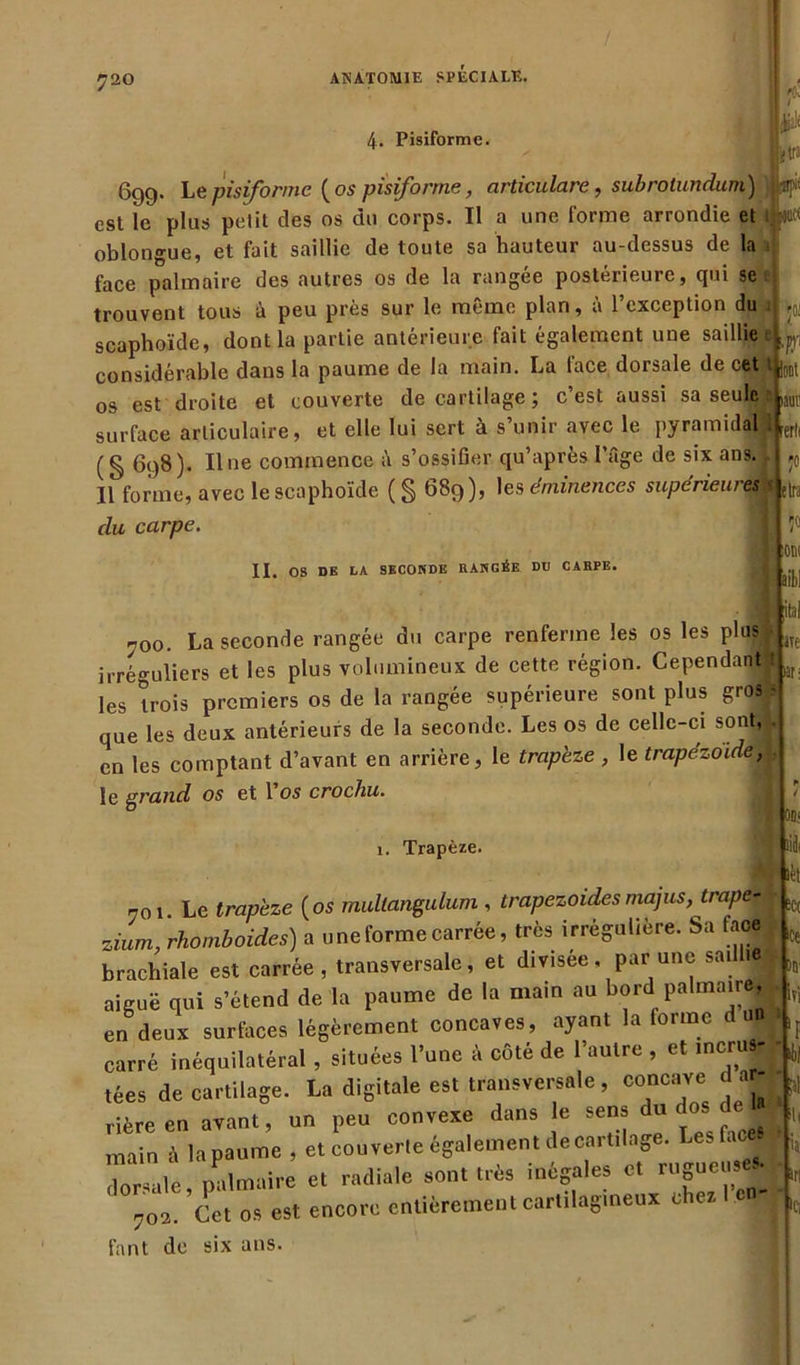 4. Pisiforme. éiJ' letri 69g. Le pisiforme (os pisiforme, articulare, subrolundum) iipi est le plus petit des os du corps. II a une forme arrondie et ;»« oblongue, et fait saillie de toute sa hauteur au-dessus de la ■ face palmaire des autres os de la rangée postérieure, qui se trouvent tous à peu près sur le même plan, à l’exception du scaphoïde, dont la partie antérieure fait également une saillie considérable dans la paume de la main. La face dorsale de cet | |mt os est droite et couverte de cartilage ; c’est aussi sa seule surface articulaire, et elle lui sert à s’unir avec le pyramidal (§ 698). Il ne commence ;\ s’ossifier qu’après l’âge de six ans.. Il forme, avec le scaphoïde ( § 689), les éminences supérieures du carpe. II. 08 DE LA SECONDE RANGÉE DU CARPE. I 700. La seconde rangée du carpe renferme les os les plus irréguliers et les plus volumineux de cette région. Cependant les trois premiers os de la rangée supérieure sont plus gros que les deux antérieurs de la seconde. Les os de celle-ci sont, en les comptant d’avant en arrière, le trapèze , le trapézoide, le grand os et l’os crochu. 1. Trapèze. OD; )il« 701 Le trapèze (os multangulum , trapezoidesmajus, trapeI z ium, rhomboides) a une forme carrée, très irrégulière. Sa face brachiale est carrée , transversale, et dmsee , par une saüljj aiguë qui s’étend de la paume de la main au bord palmaire, en deux surfaces légèrement concaves, ayant la forme du* carré inéquilatéral , situées l’une â côté de l’autre , et incrus- tées de cartilage. La digitale est transversale , concave d ar- rière en avant, un peu convexe dans le sens u f main à lapaume , et couverte egalement de cartilage. Les fa dorsale, palmaire et radiale sont très inégales et ™guetsj _ L ns est encore entièrement cartilagineux chez 1 en jrSaie , païuiM*»'' - , 702. Cet os est encore entièrement cartilagineux fant de six ans. lèt ÎC( >ct >n ivi >11 Si iri 'ci