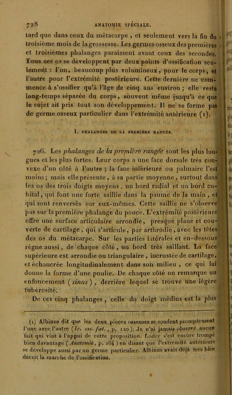 tard que dans ceux du métacarpe , et seulement vers la fin du troisième mois de la grossesse. Les germes osseux des premières et troisièmes phalanges paraissent avant ceux des secondes. Tous ces os se développent par deux points d’ossification seu- lement : l’un, beaucoup plus volumineux, pour le corps, et l’autre pour l’extrémité postérieure. Cette dernière ne com- mence à s’ossifier qu’à l’âge de cinq ans environ ; elle reste long-terpps séparée du corps, souvent même jusqu’à ce que le sujet ait pris tout son développement. Il ne se forme pas de germe osseux particulier dans l’extrémité antérieure (1). I. PHALANGES DU LA PUBUIÈHE RANGÉE. w peu Iwg ttS! dsi Irii 726. Les phalanges de la prerni'ere rangée sont les plus Ion- ; gués et les plus fortes. Leur corps a une face dorsale, très con- vexe d’un côté à l’autre ; la face inférieure ou palmaire l’est I moins; mais elle présente, à sa partie moyenne, surtout dans J les os des trois doigts moyens, un bord radial et un bord eu- j bital, qui font une forte saillie dans la paume de la main , et qui sont renversés sur eux-mêmes. Cette saillie ne s’observe pas sur la première phalange du pouce. L’extrémité postérieure | offre une surface articulaire arrondie, presque plane et cou- ; verte de cartilage, qui s’articule, par arthrodie,avec les têtes des os du métacarpe. Sur les parties latérales et en-dessous règne aussi, de chaque côté, un bord très saillant. La face supérieure est arrondie ou triangulaire , incrustée de cartilage, etéchancrée longitudinalement dans son milieu, ce qui lui donne la forme d’une poulie. De chaque côté on remarque un enfoncement ( sinus ), derrière lequel sè trouve une légère tubérosité. De. ces cinq phalanges , celle du doigt médius est la plus ic il (t rit è iii a 01 n 1; 1 ? 1 ( c (1) Albinus dit que les deux pièces osseuses se soudent promptement l’uqe avec l’autre {le. oss. foet.,,p. 120). Je n’ai jamais observé aucun fait qui vînt à l'appui de cette proposition. Lodcr s’est encore trompé bien davantage f Anatomie, p. 264 ) en disant que l'extrémité antérieure se développe aussi par un germe particulier. Albinus avait déjà très bien décrit la marche de l’ossiiication.