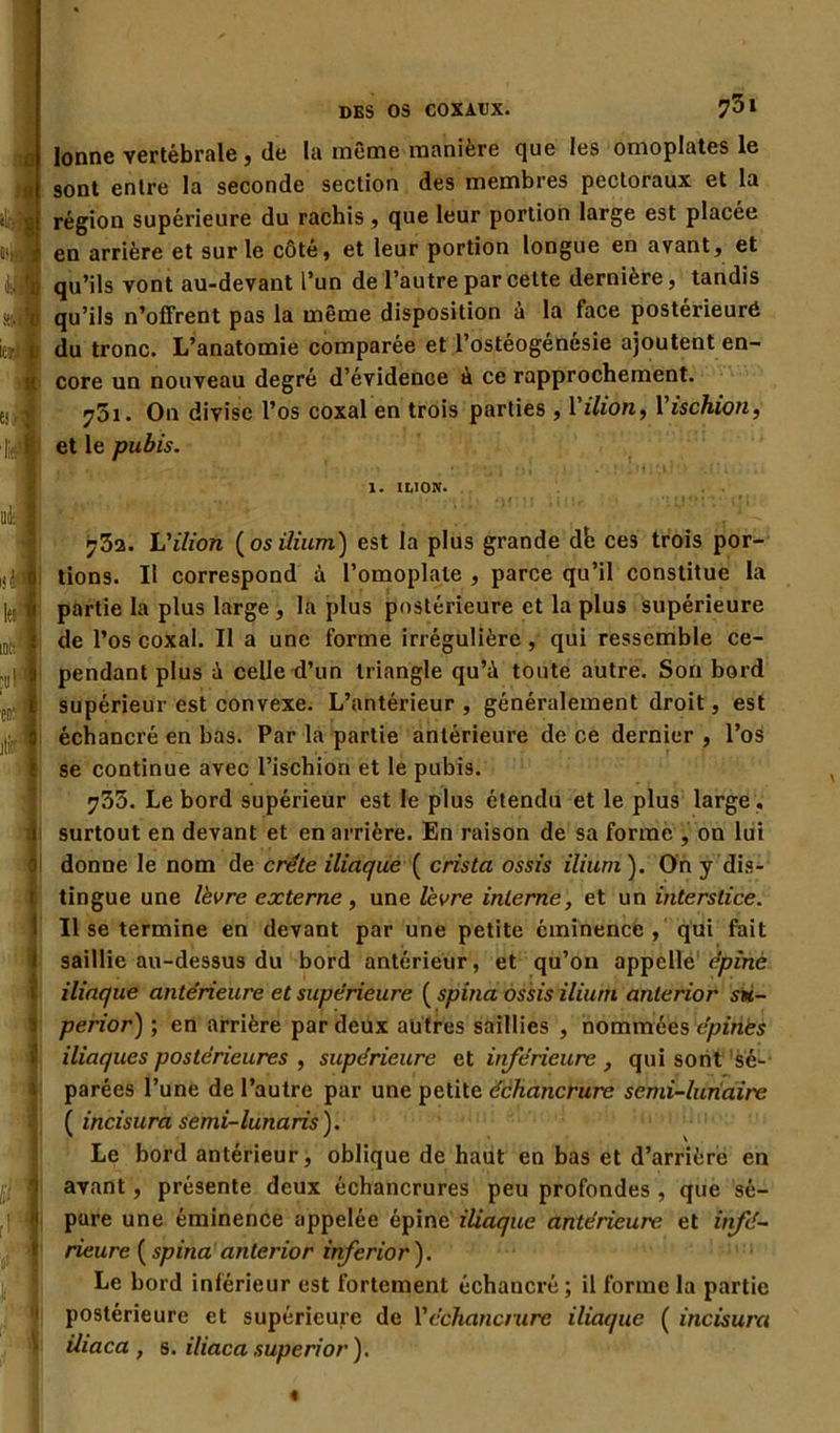 me * 73» lonne vertébrale , de la meme maniéré que les omoplates le sont entre la seconde section des membres pectoraux et la région supérieure du rachis, que leur portion large est placée en arrière et sur le côté, et leur portion longue en avant, et qu’ils vont au-devant l’un de l’autre par cette dernière, tandis qu’ils n’offrent pas la même disposition à la face postérieuré du tronc. L’anatomie comparée et l’ostéogénésie ajoutent en- core un nouveau degré d’évidence à ce rapprochement. 751. On divise l’os coxal en trois parties , l'Mon, Yischion, et le pubis. 1. ItlON. 73a. L'ilion (os ilium) est la plus grande dfe ces trois por- tions. Il correspond à l’omoplate , parce qu’il constitue la partie la plus large , la plus postérieure et la plus supérieure de l’os coxal. Il a une forme irrégulière, qui ressemble ce- pendant plus à celle d’un triangle qu’à toute autre. Son bord supérieur est convexe. L’antérieur , généralement droit, est échancré en bas. Par la partie antérieure de ce dernier , l’os se continue avec l’ischion et le pubis. 733. Le bord supérieur est le plus étendu et le plus large , surtout en devant et en arrière. En raison de sa forme , on lui donne le nom de crête iliaque ( crista ossis ilium). On y dis- tingue une lèvre externe, une lèvre interne, et un interstice. Il se termine en devant par une petite éminence, qui fait saillie au-dessus du bord antérieur, et qu’on appelle épine iliaque antérieure et supérieure ( spina ossis ilium anterior sm- perior) ; en arrière par deux autres saillies , nommées épines iliaques postérieures , supérieure et inférieure , qui sont sé- parées l’une de l’autre par une petite échancrure semi-lunaire ( incisura semi-lunaris). Le bord antérieur, oblique de haut en bas et d’arrière en avant, présente deux échancrures peu profondes , que sé- pare une éminence appelée épine iliaque antérieure et infé- rieure (spina anterior inferior). Le bord inférieur est fortement échancré; il forme la partie postérieure et supérieure de Y échancrure iliaque ( incisura ihaca , s. iliaca superior).